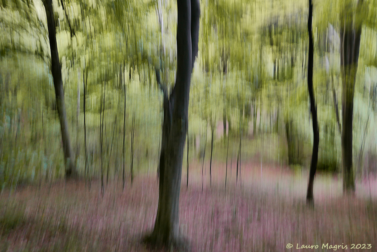 Impressions from the forest