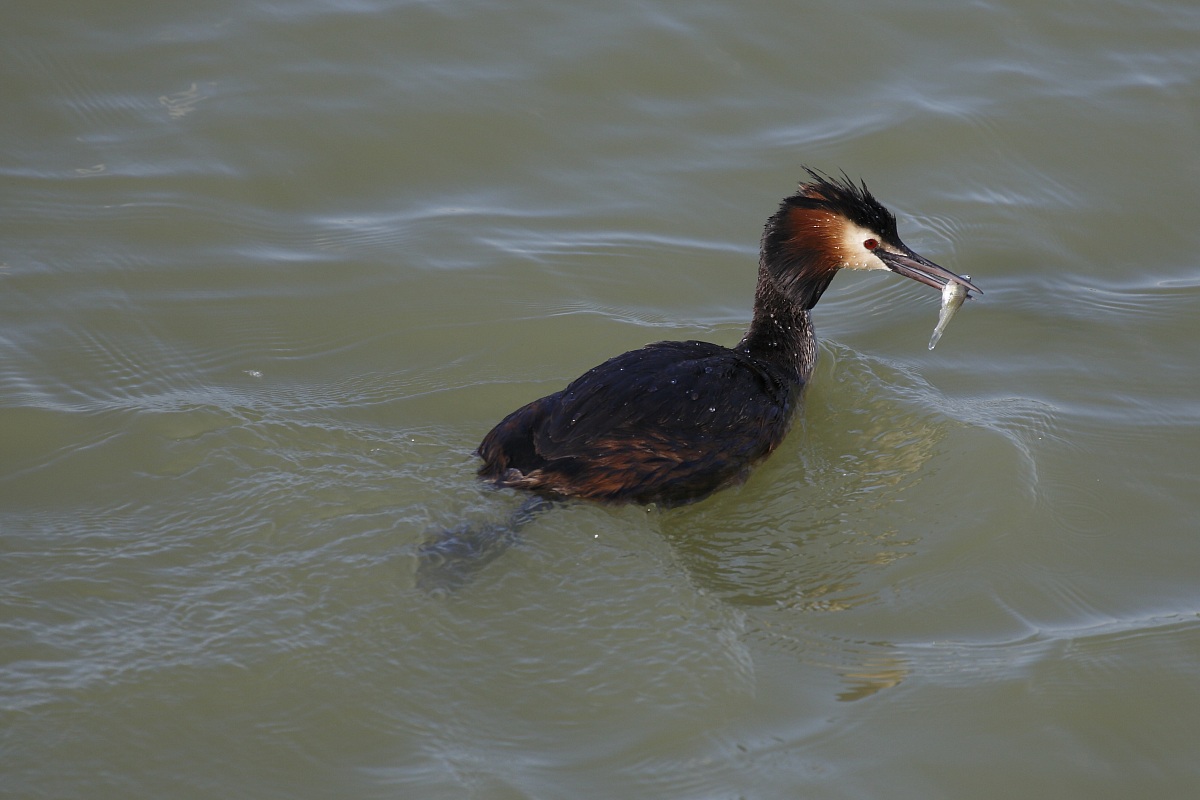 Pappa for the little ones!