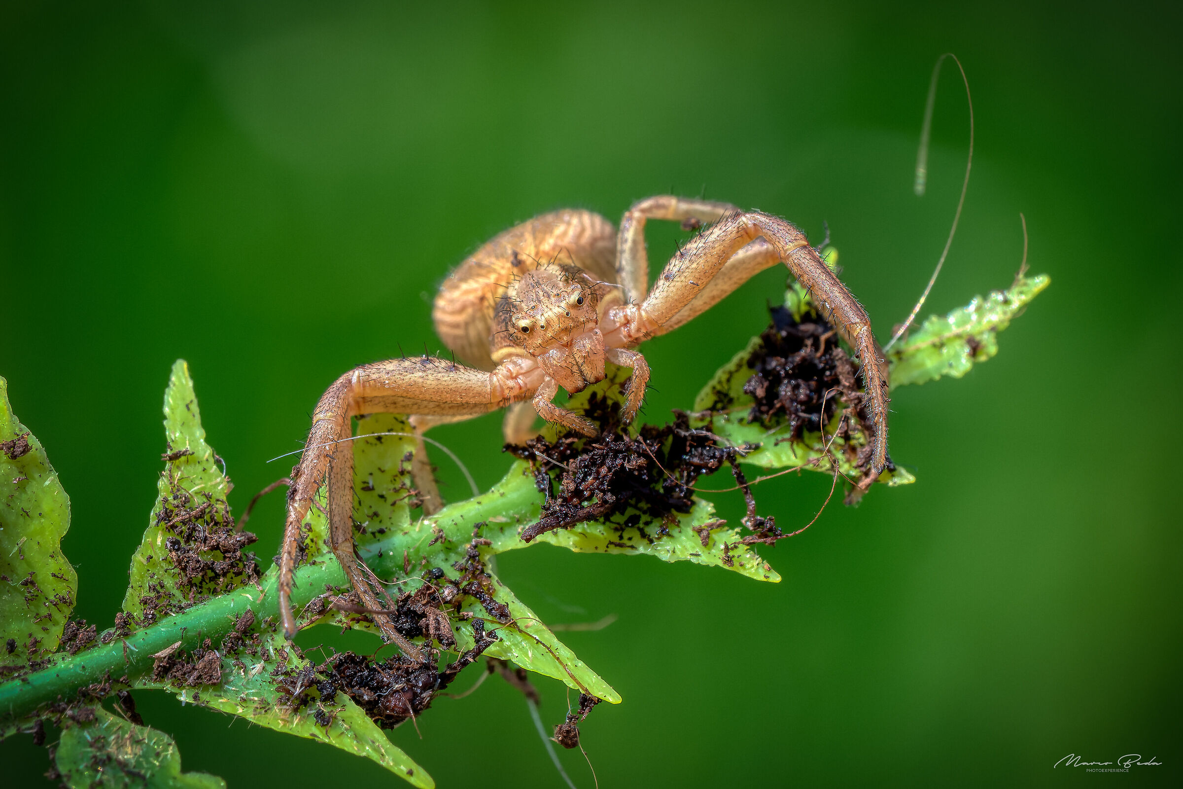 Xysticus
