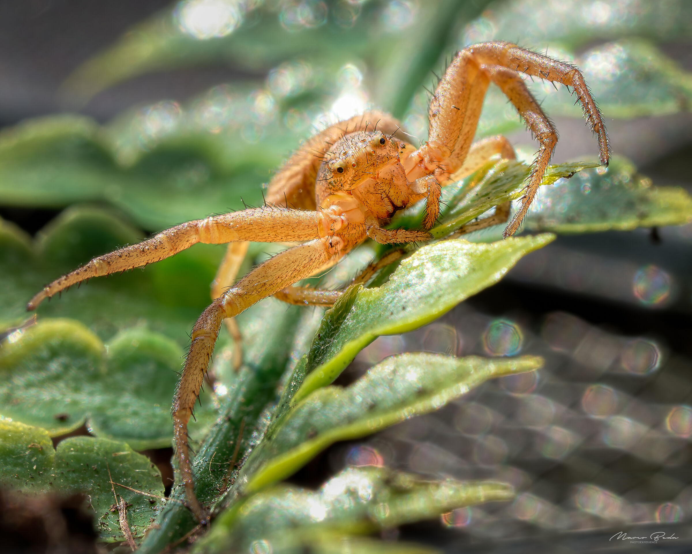 Xysticus