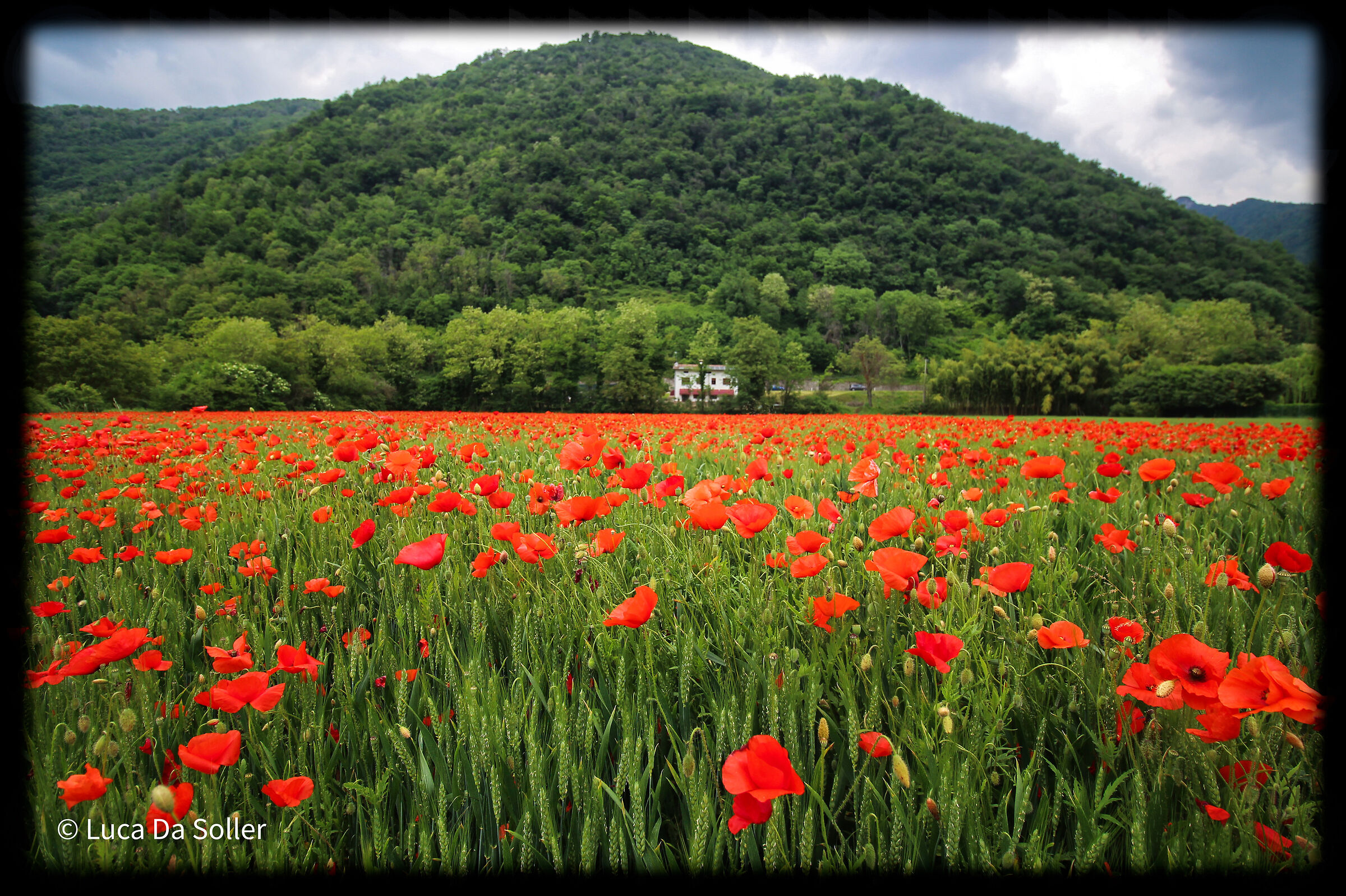Campo di papaveri