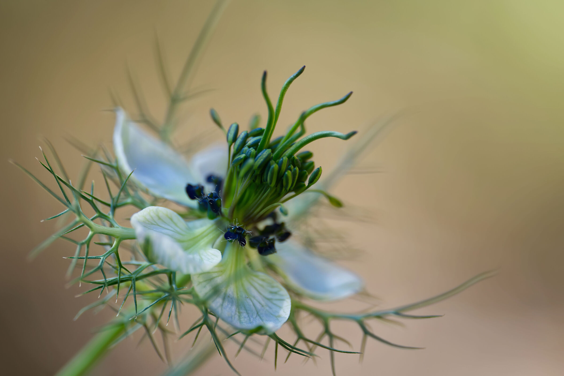 Nigella Damascena