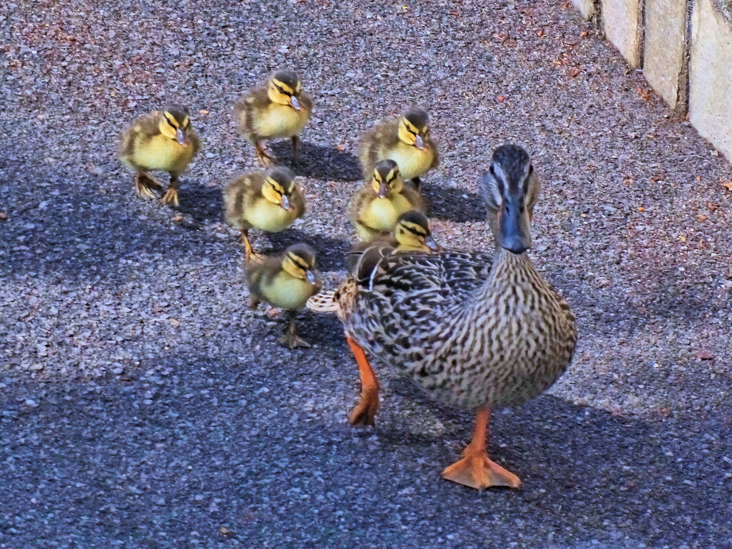 A female mallard and family