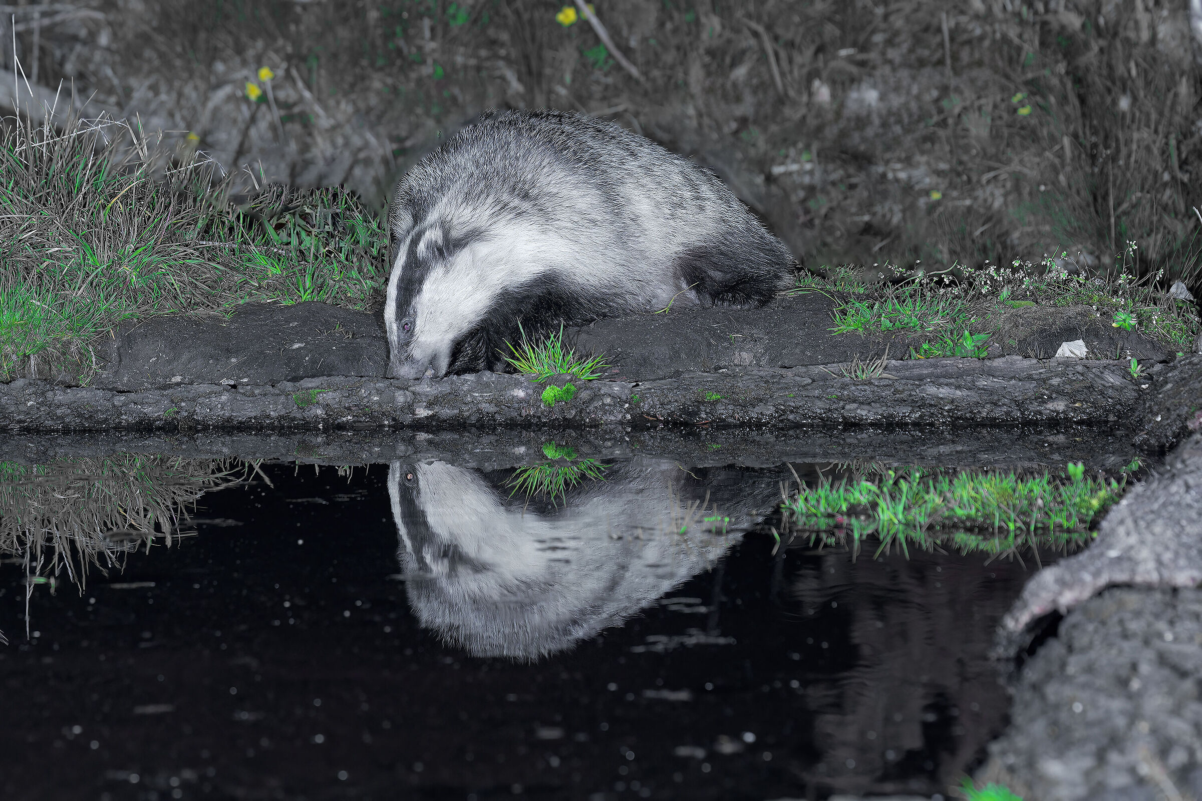 badger