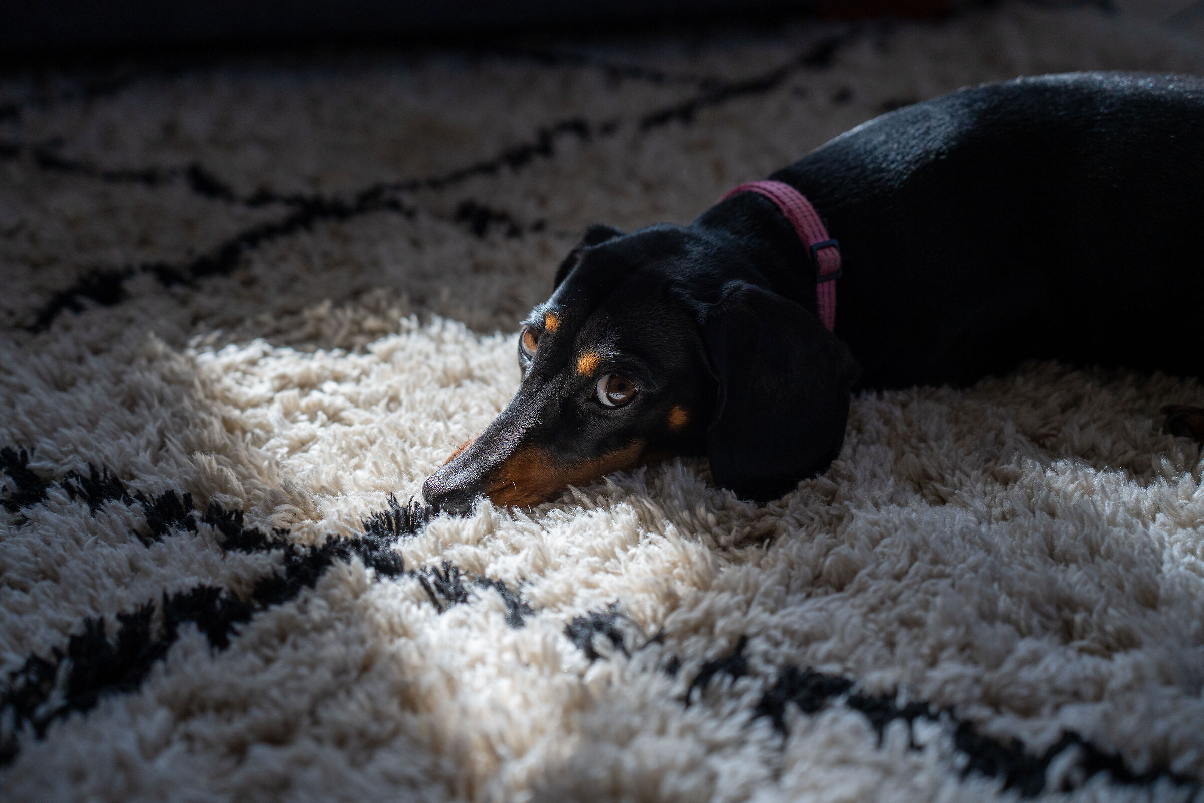 Dachshund