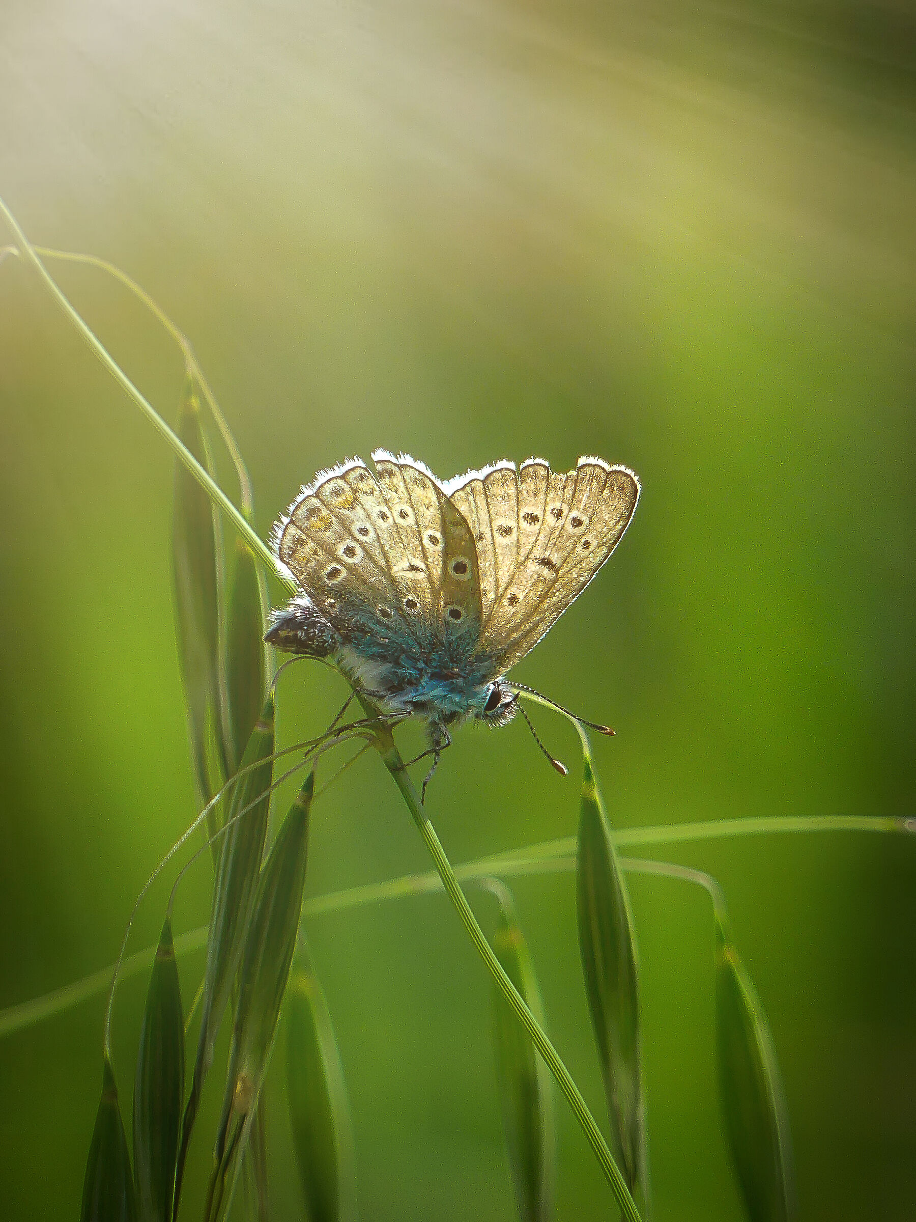 Polyommatus icarus (argo azzurro)