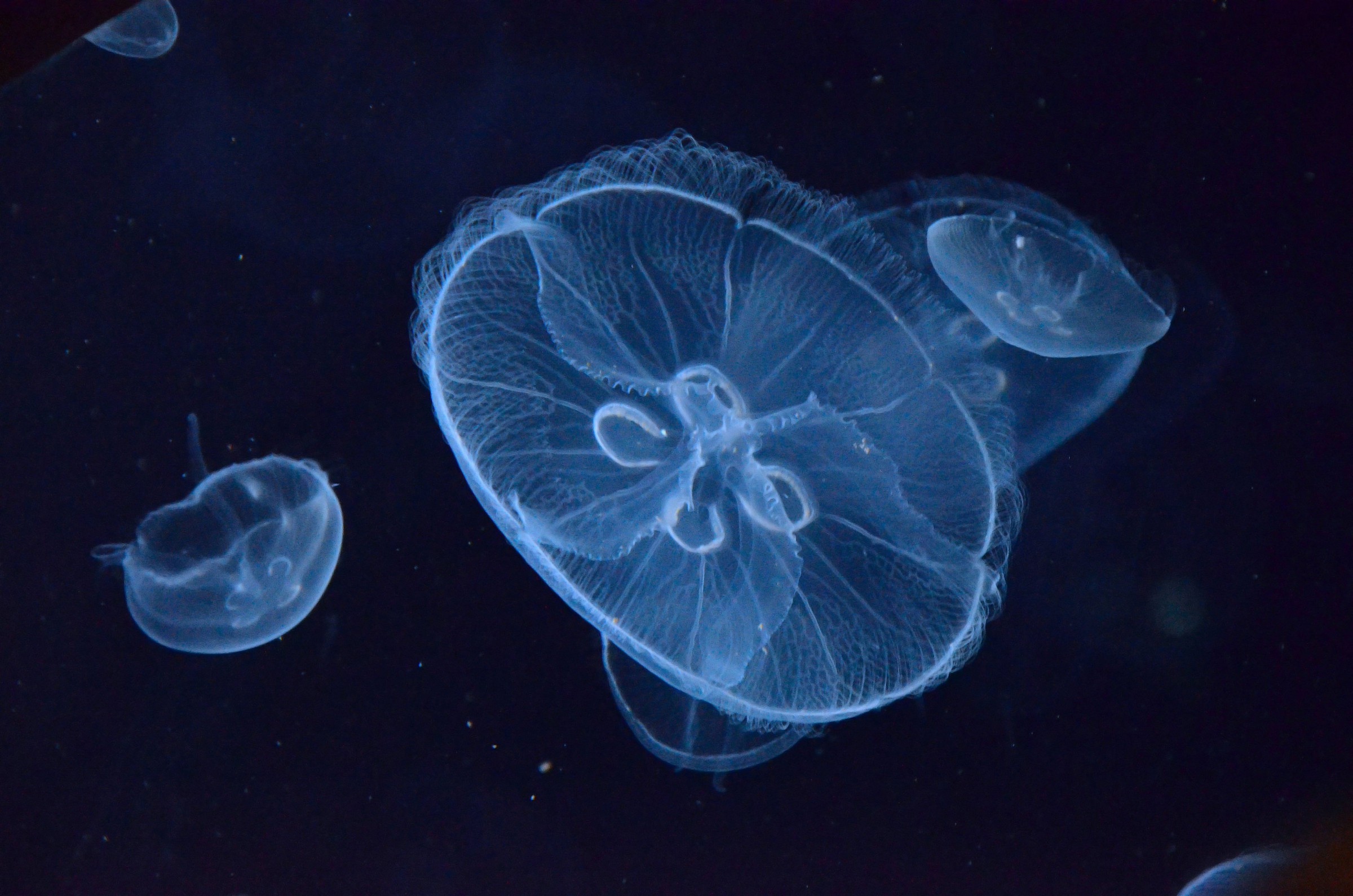 Oceanografico Valencia