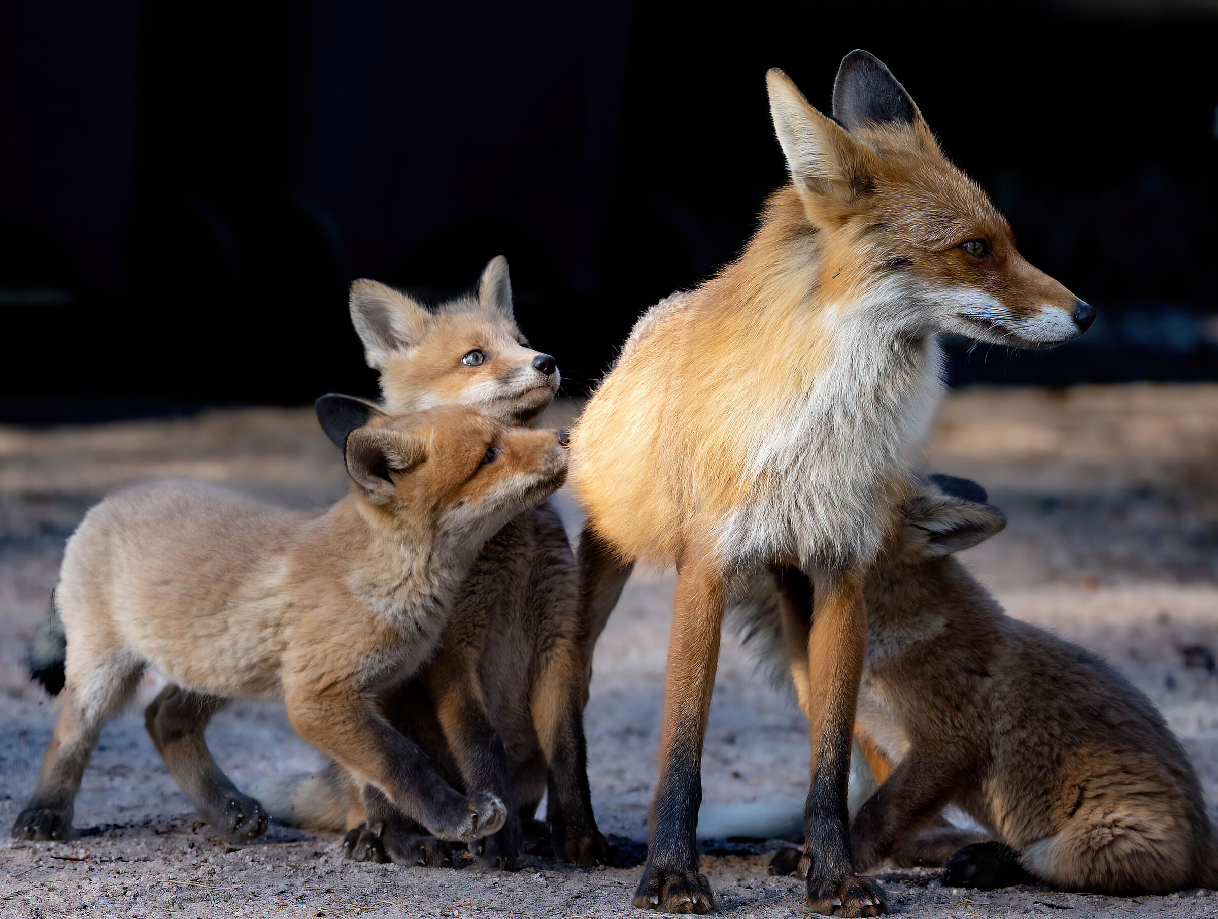 Occhi solo per la mamma