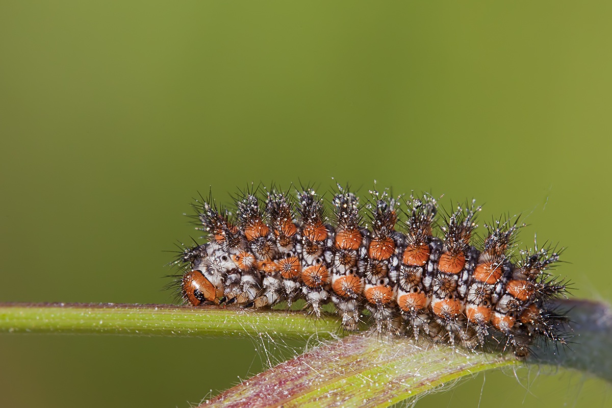 caterpillar