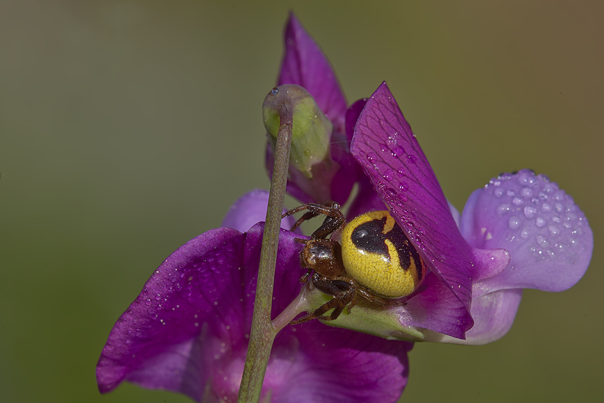 spider on flower