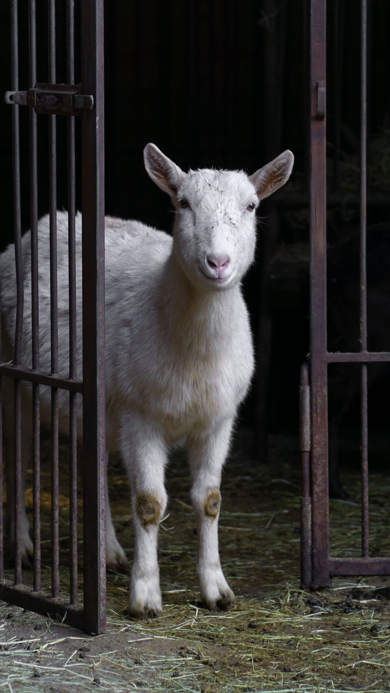 Goat