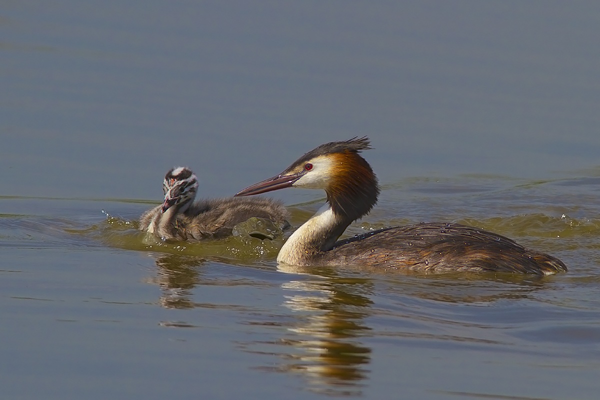 with little grebe