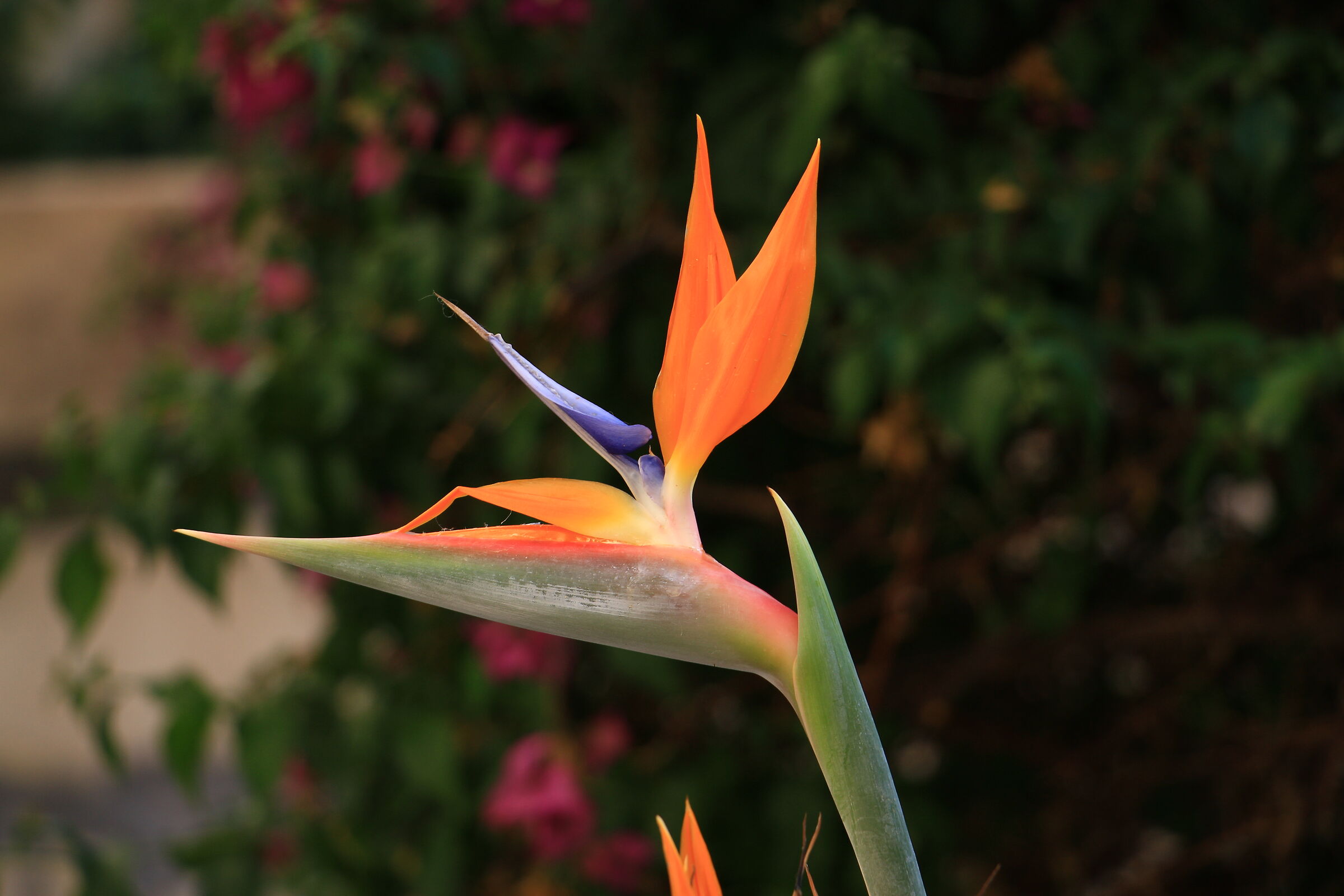 The colors of flowers