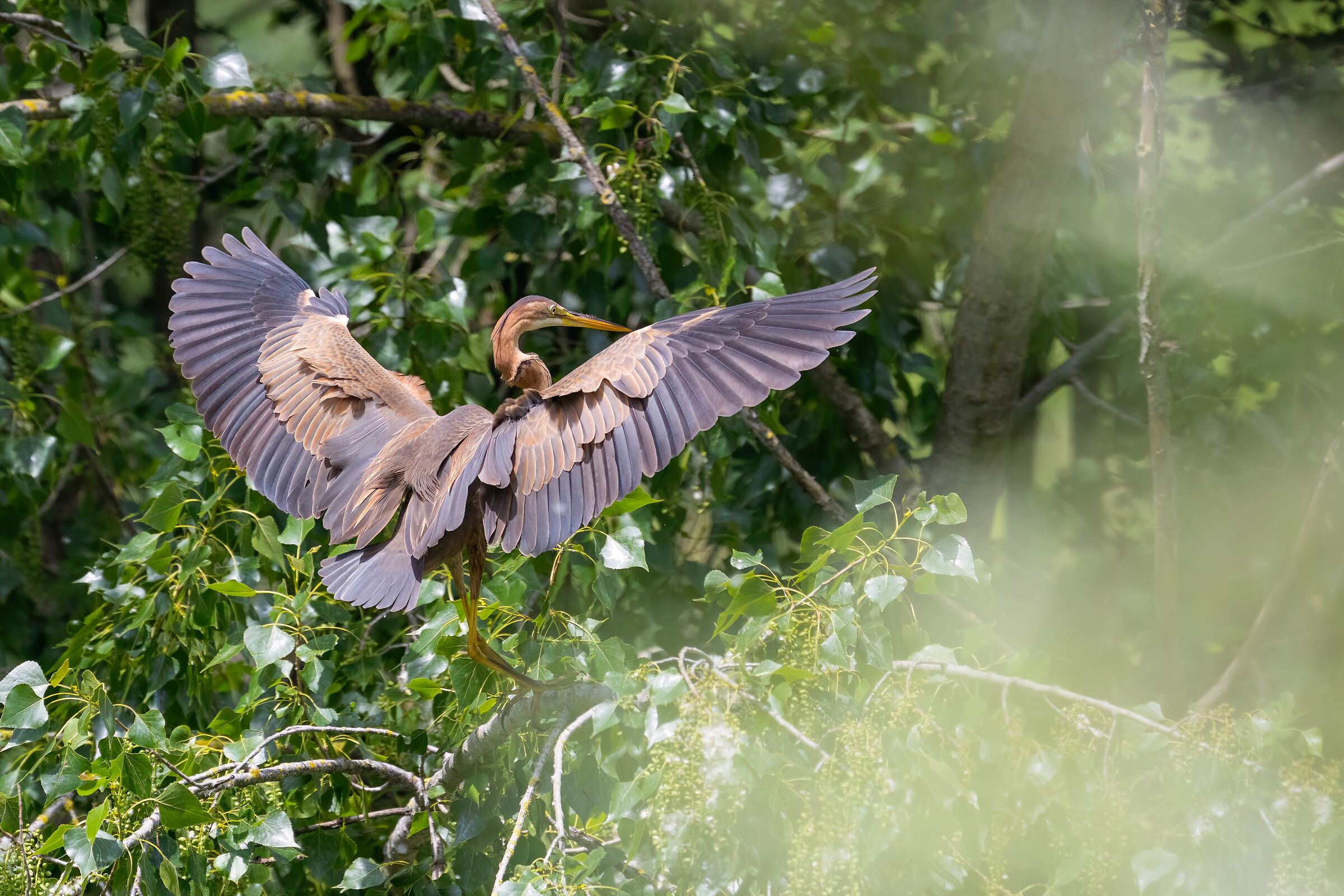 Purple heron
