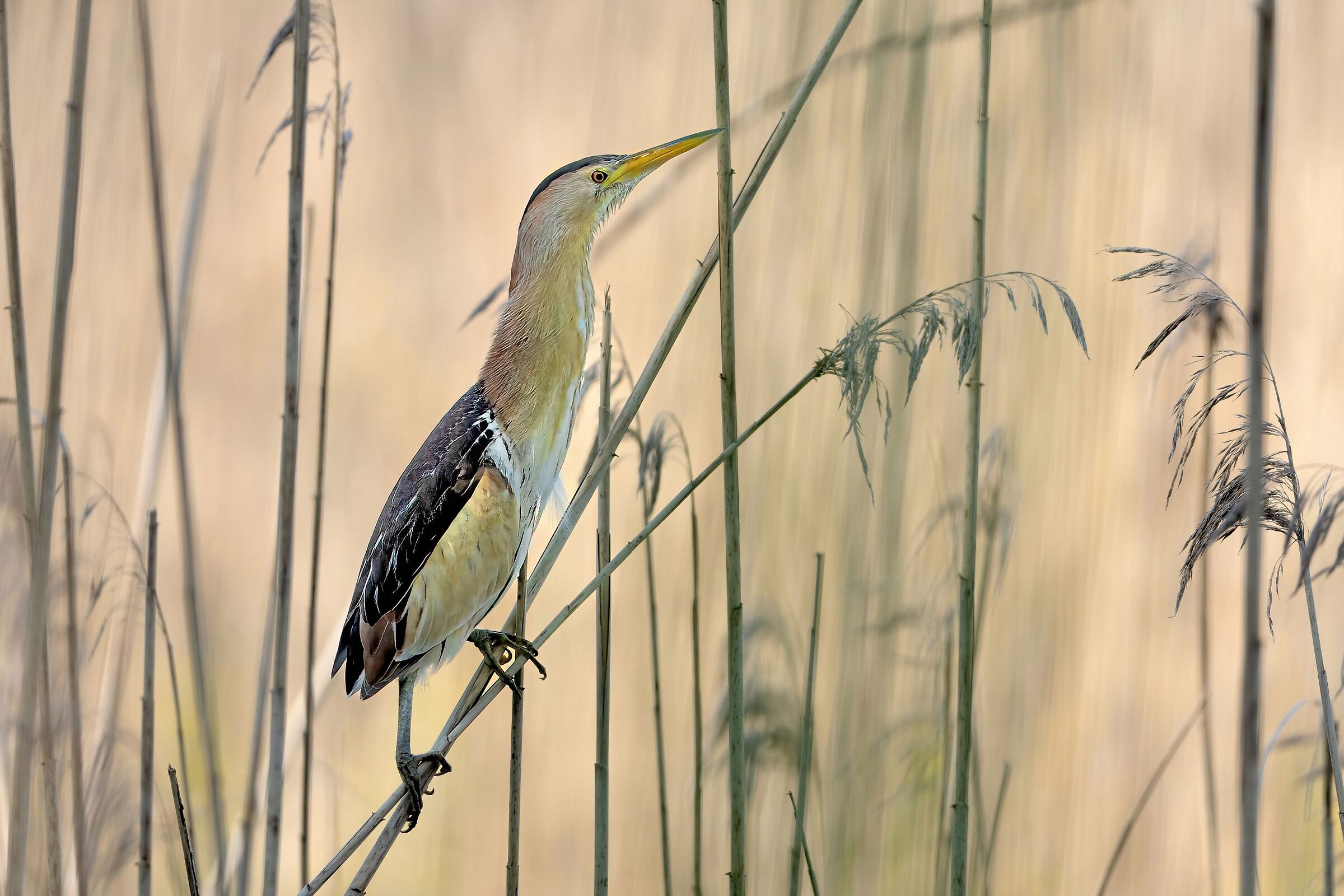 Sunrise on the reed - Tarabusino (Ixobrychus minutus)