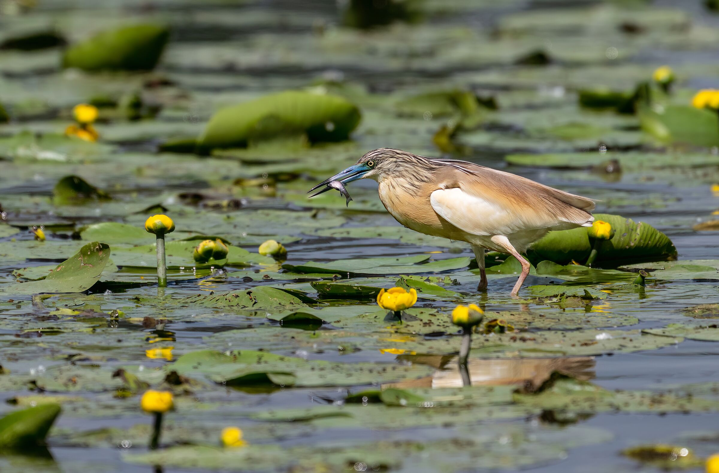 Squacco heron