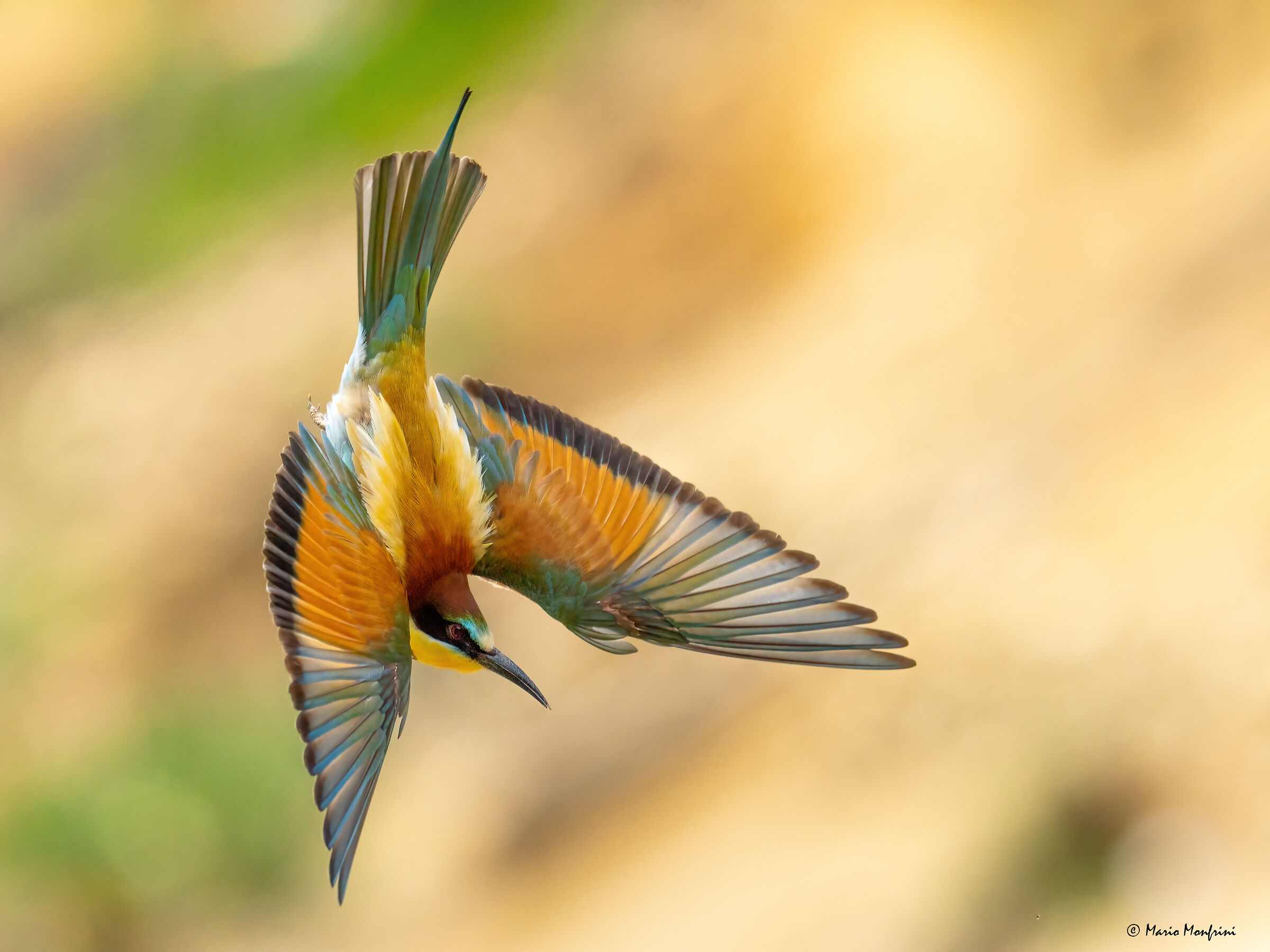 The apotheosis of color!