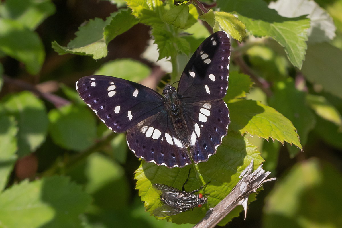Limenitis reducta