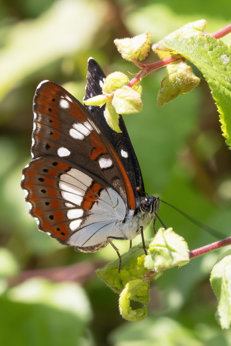 Limenitis reducta