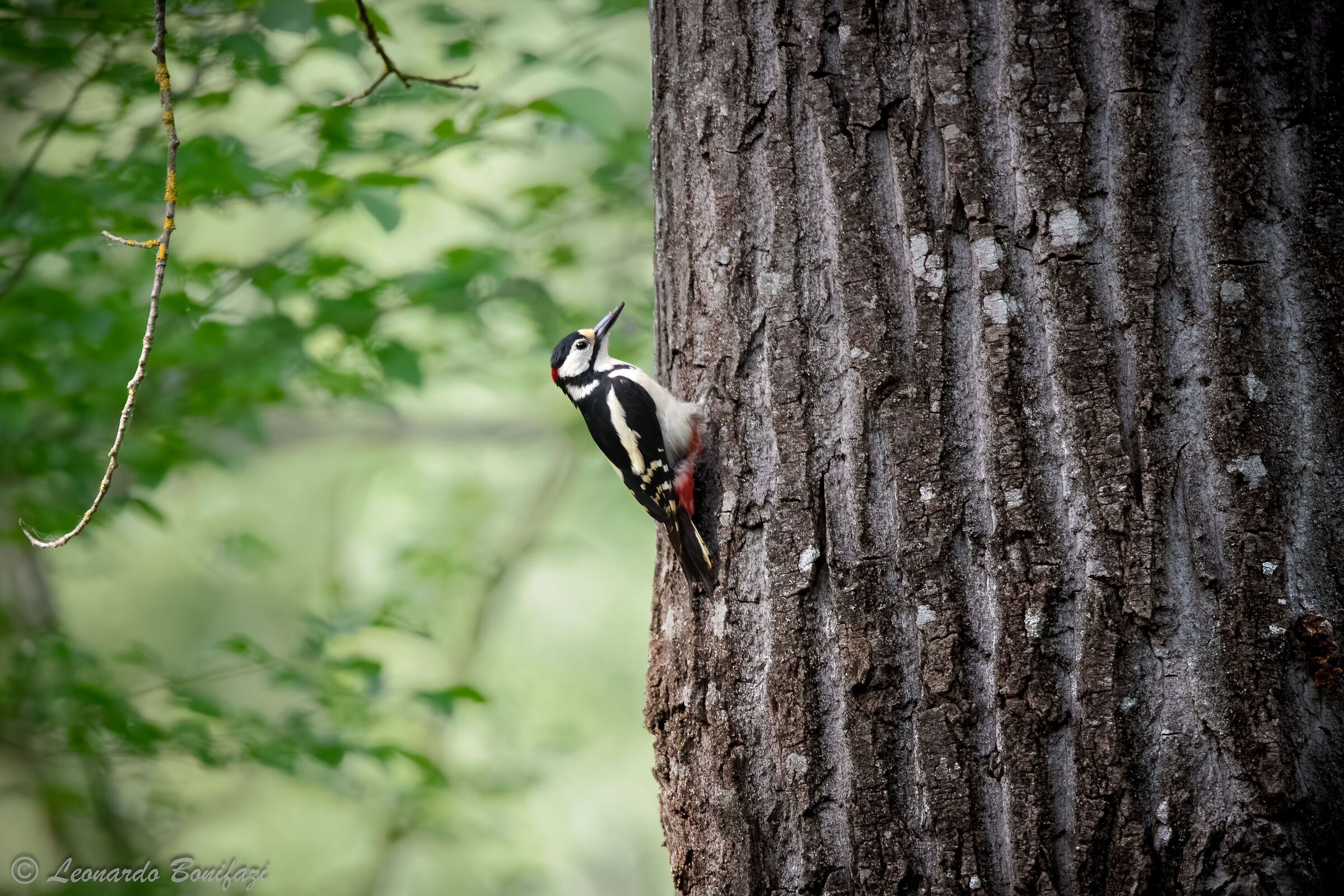 Picchio Rosso Maggiore