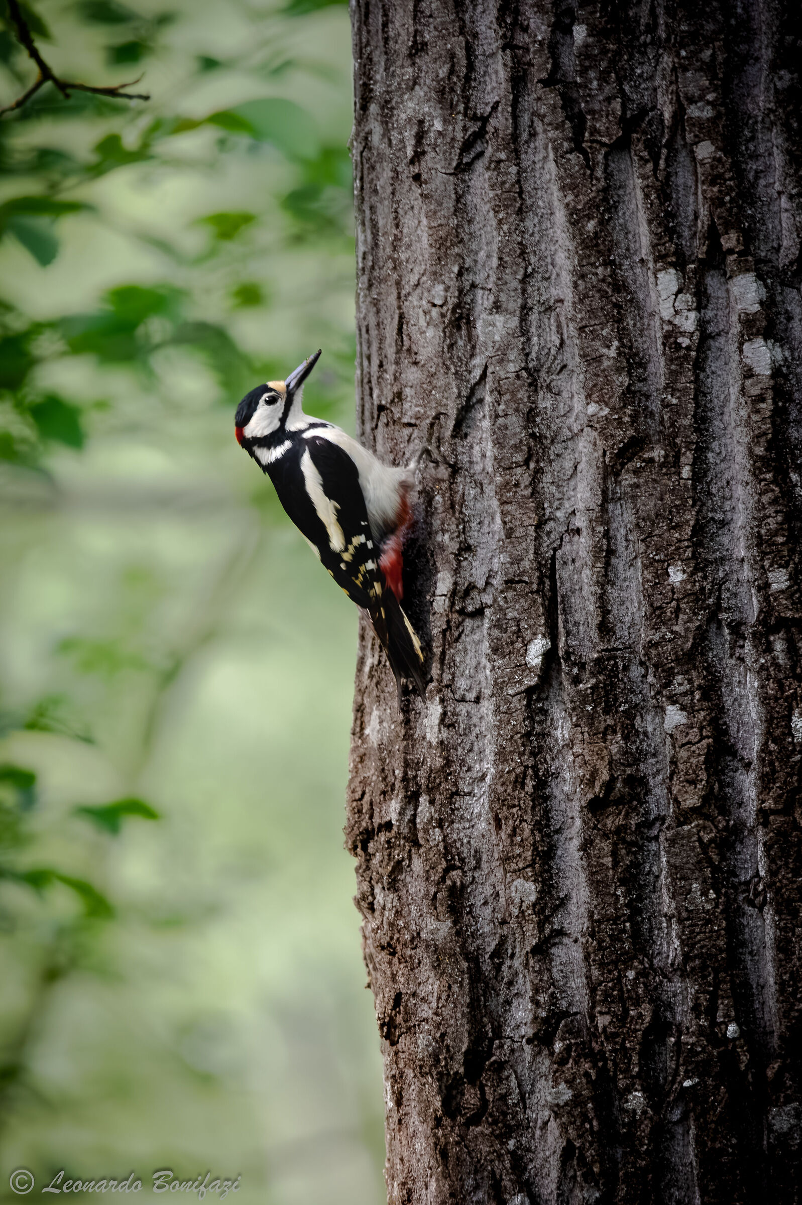 Great spotted woodpecker