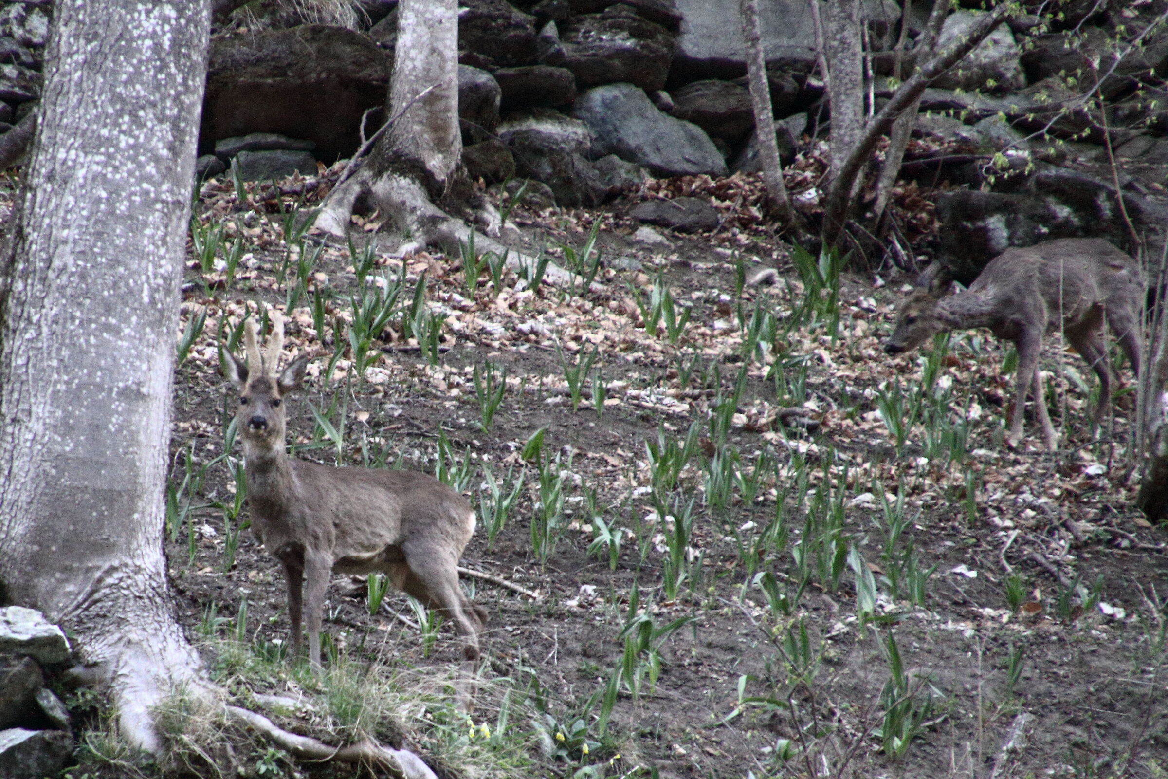 Roe deer in the woods..
