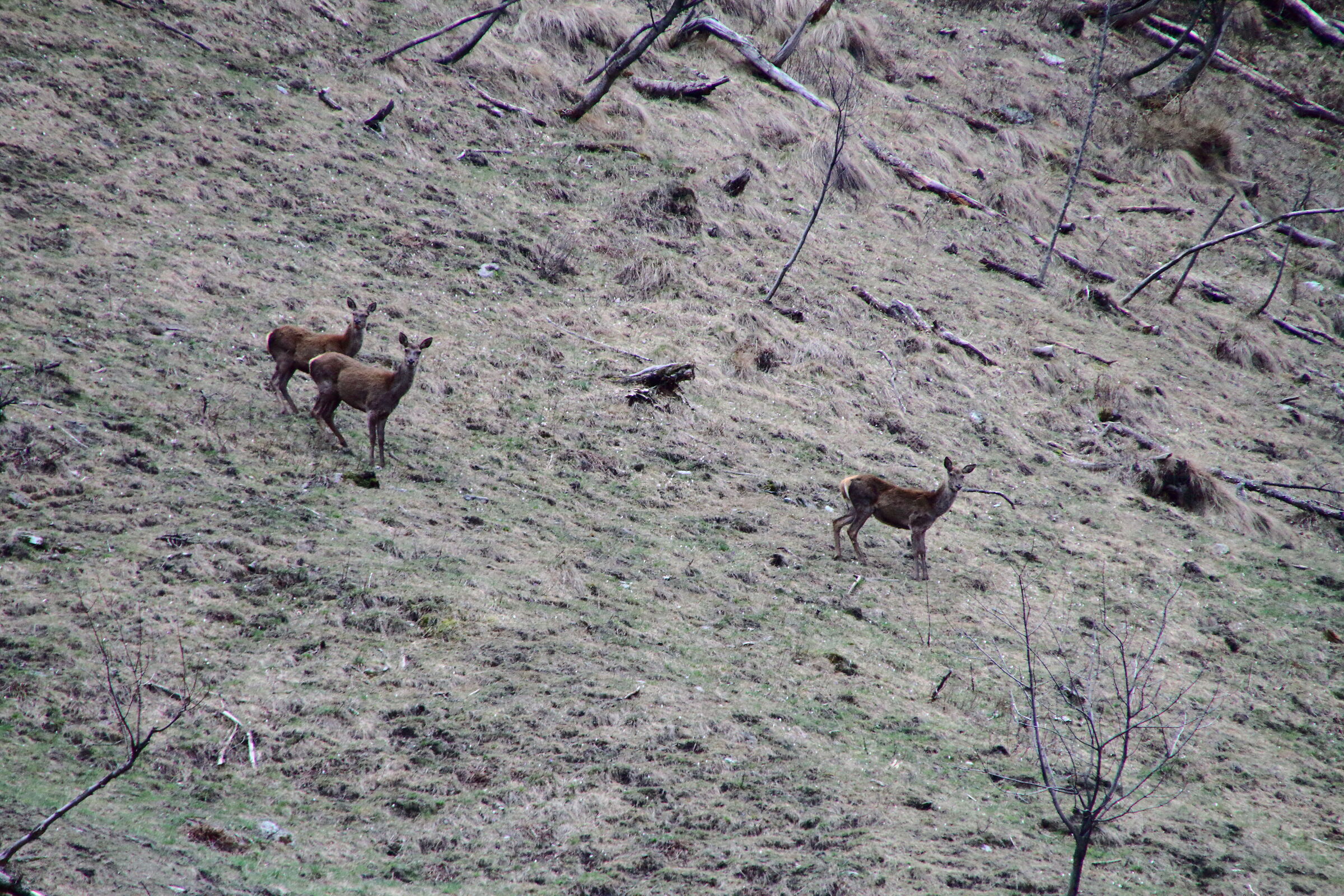 Deer in the clearing..