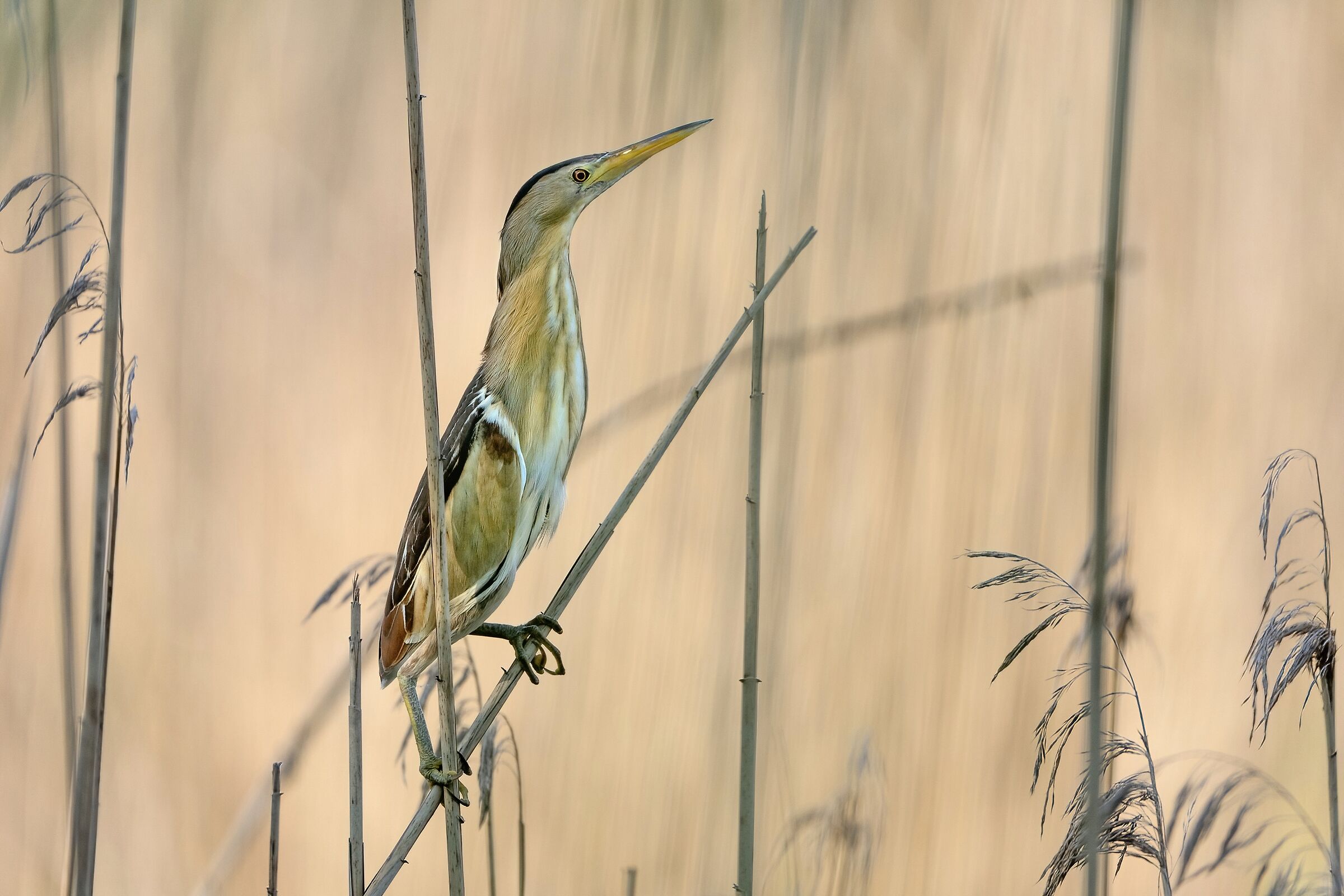 Little bittern (Ixobrychus minutus)