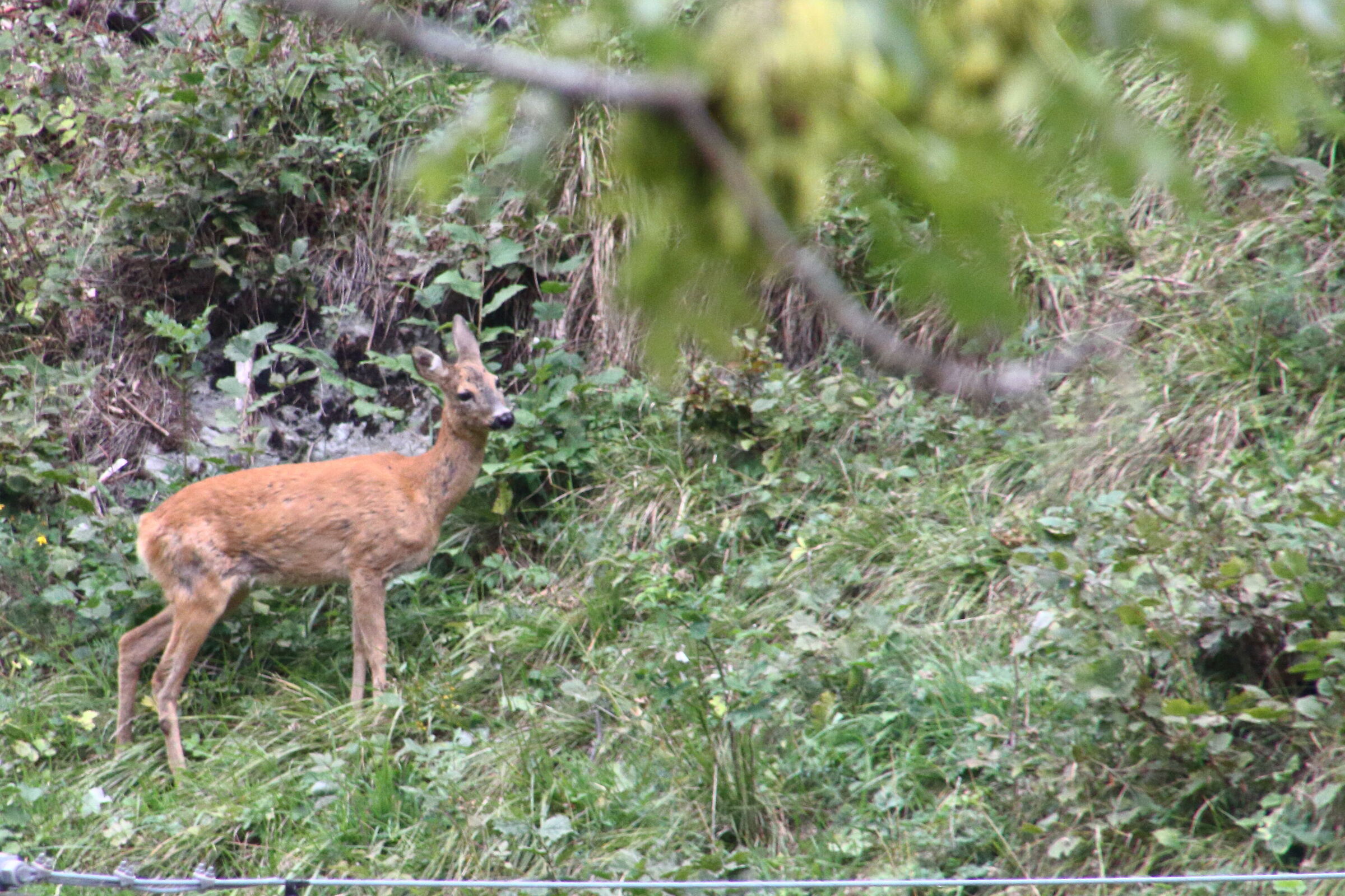 Solitary roe deer
