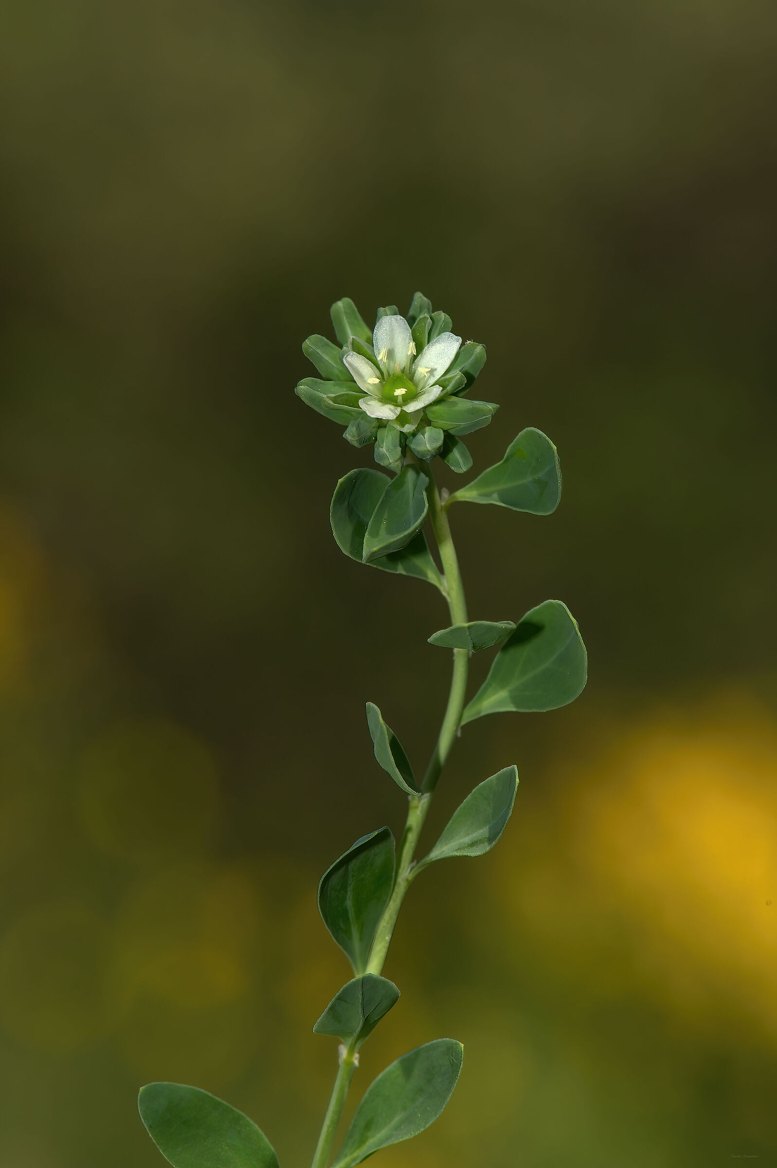 Telephium imperati