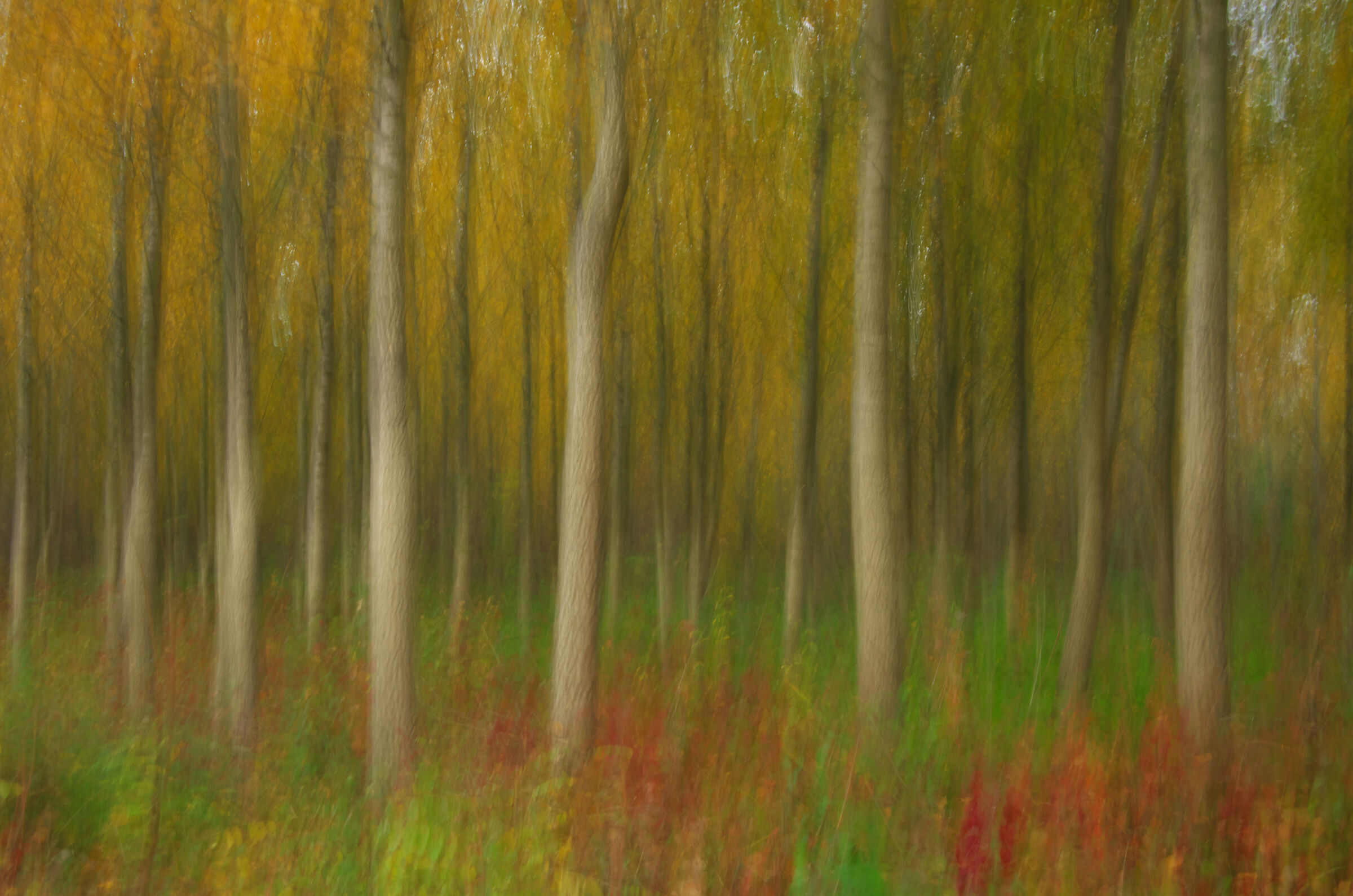 Floodplain forest in autumn