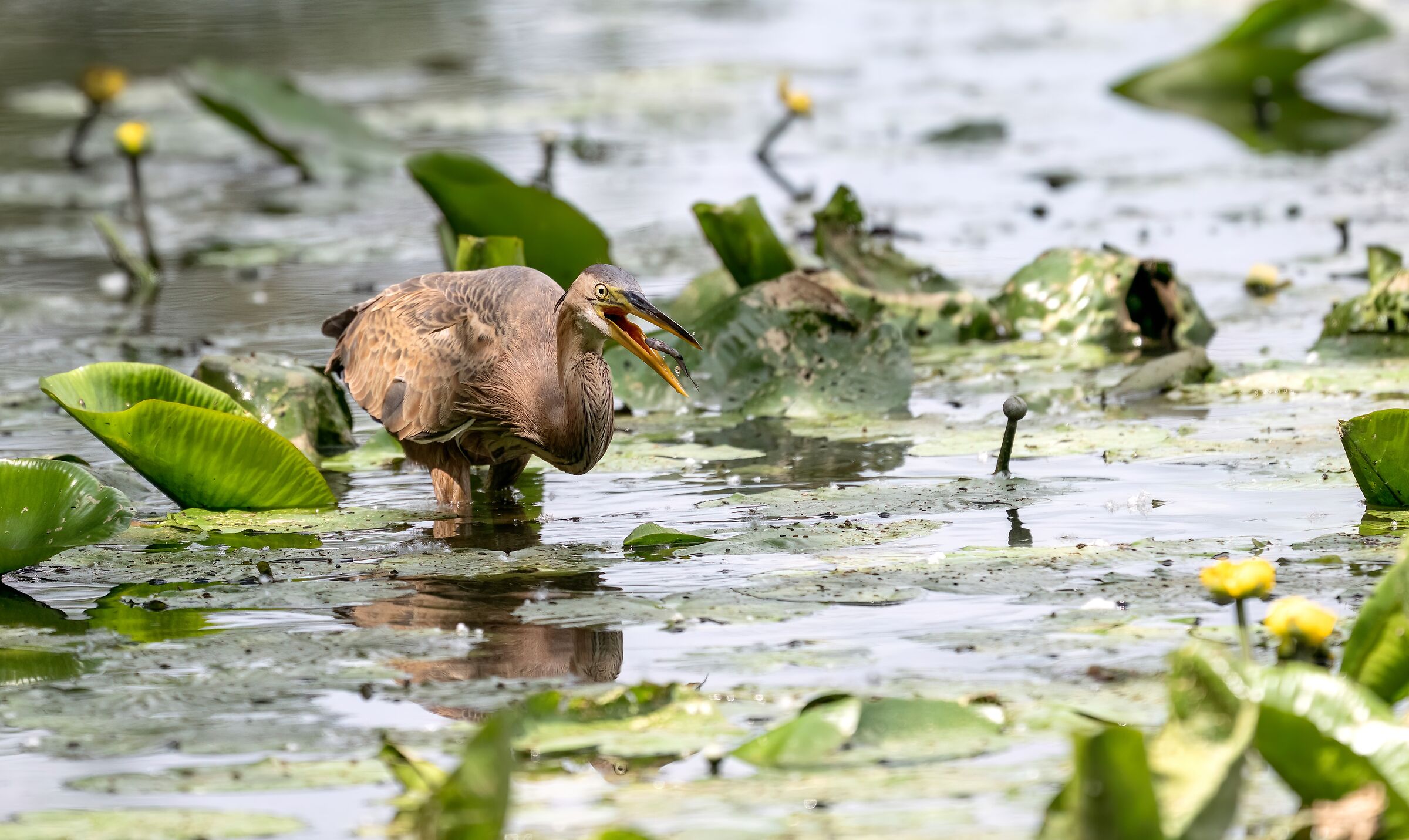 Swallow prey (purple heron)