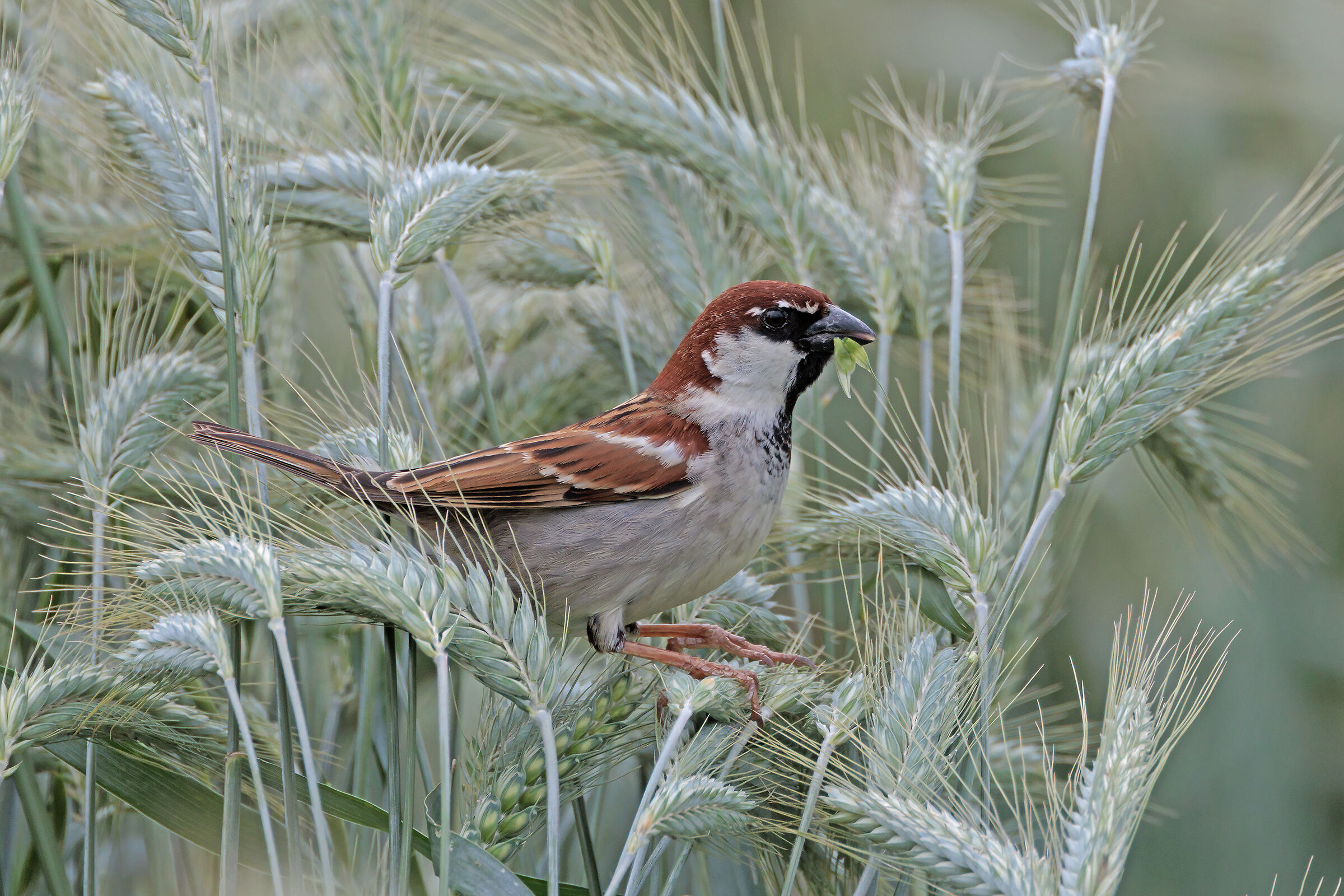 In un campo di grano