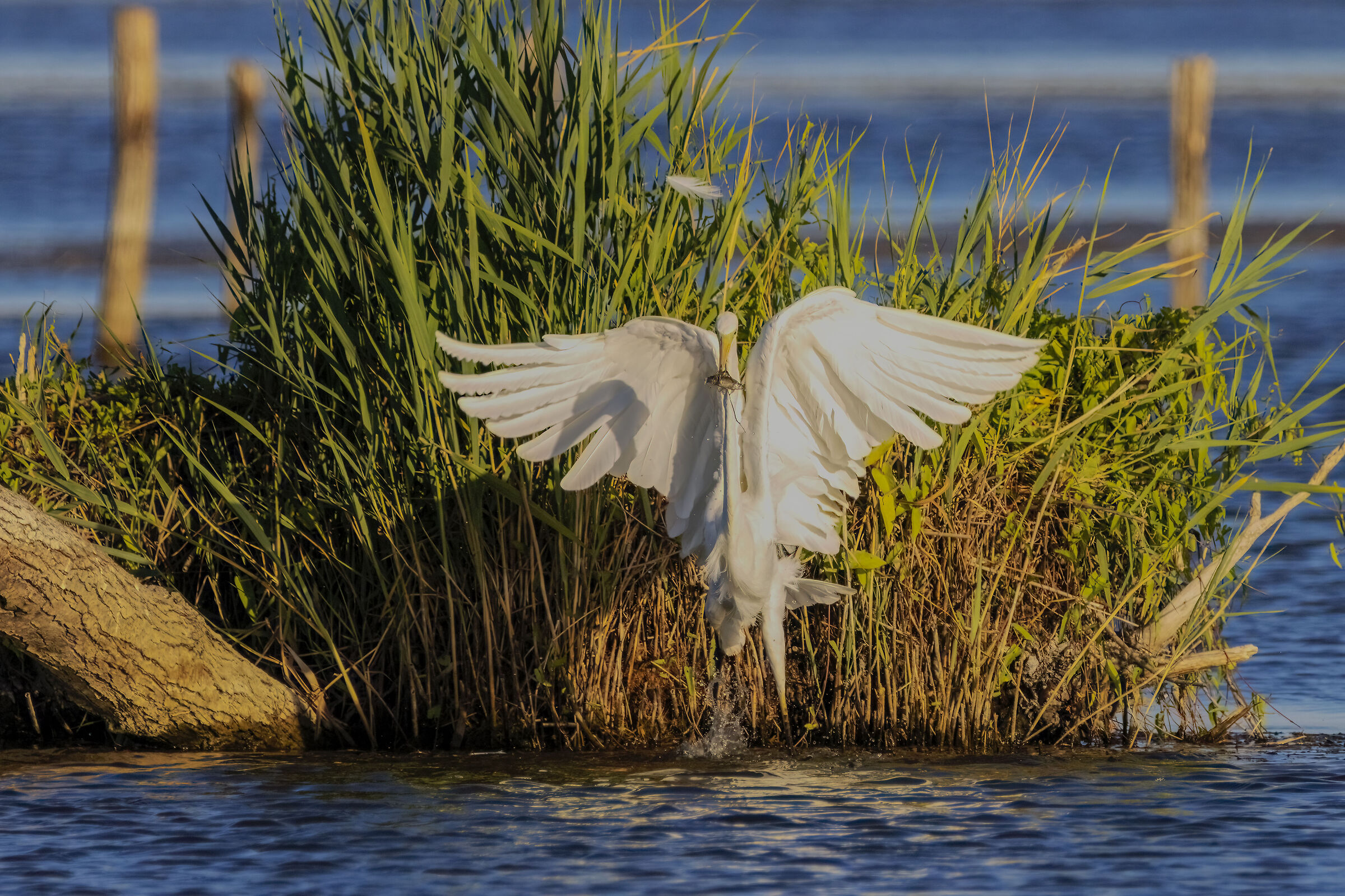 White heron with prey (small)