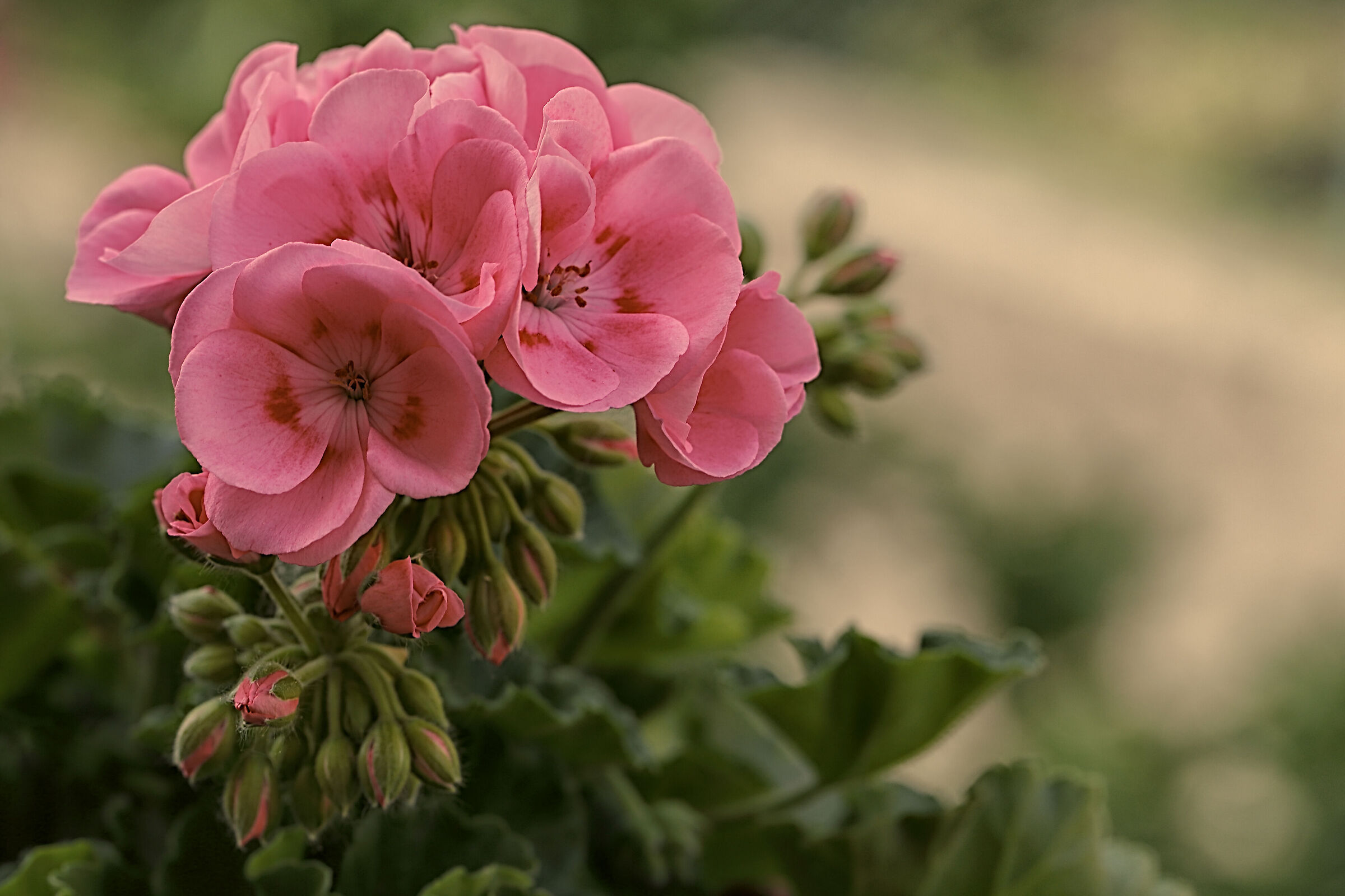 Geranium