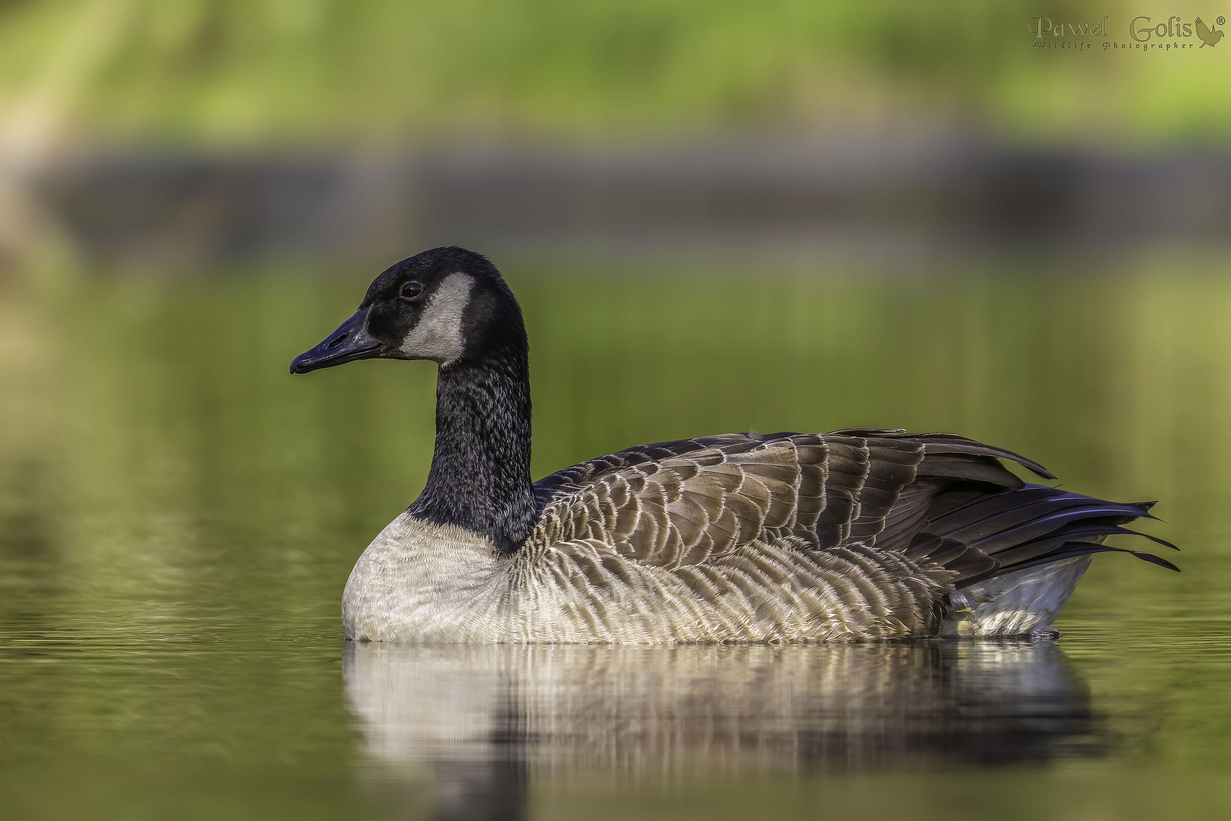 Oca canadese (Branta canadensis)