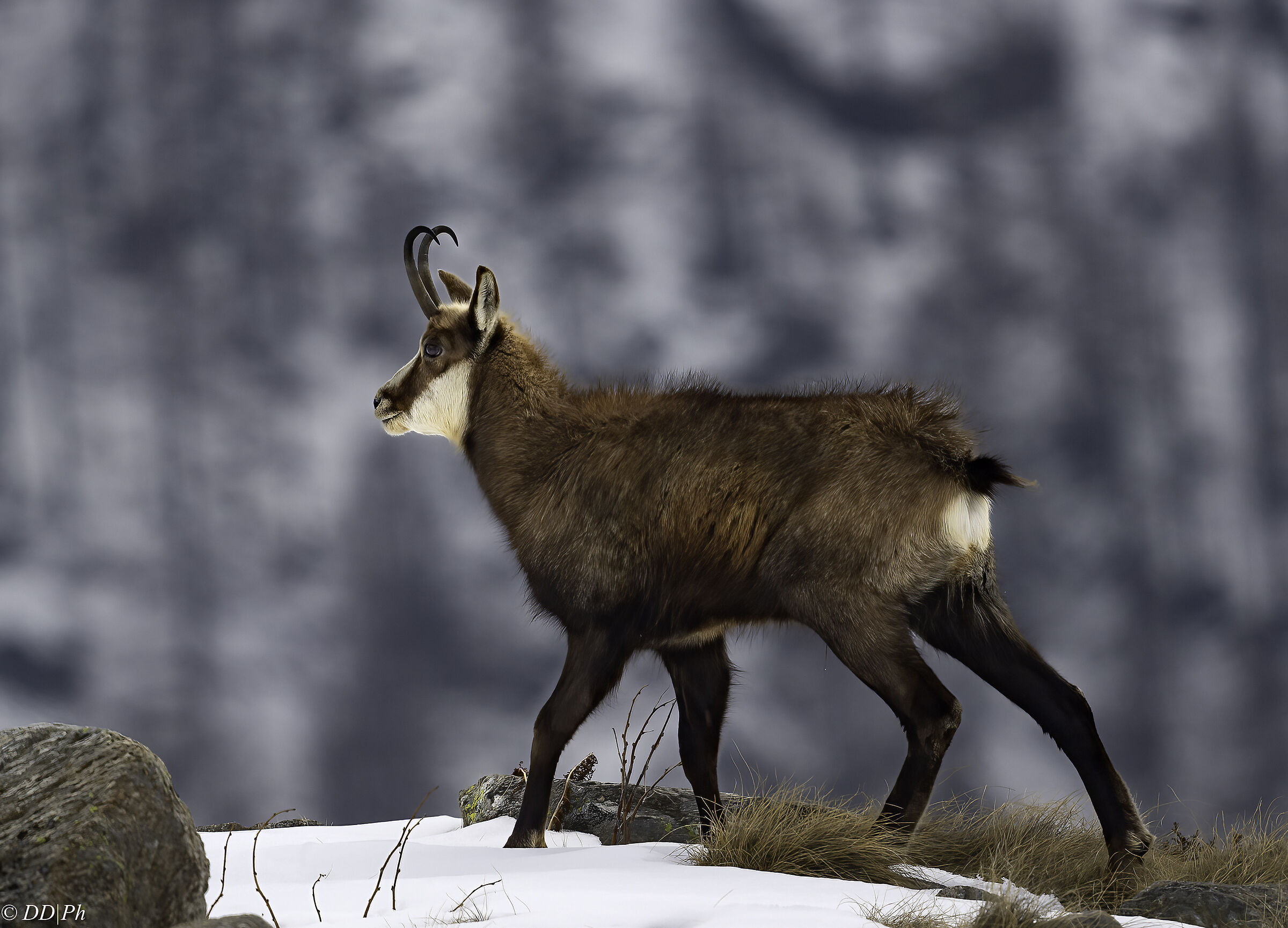 Chamois