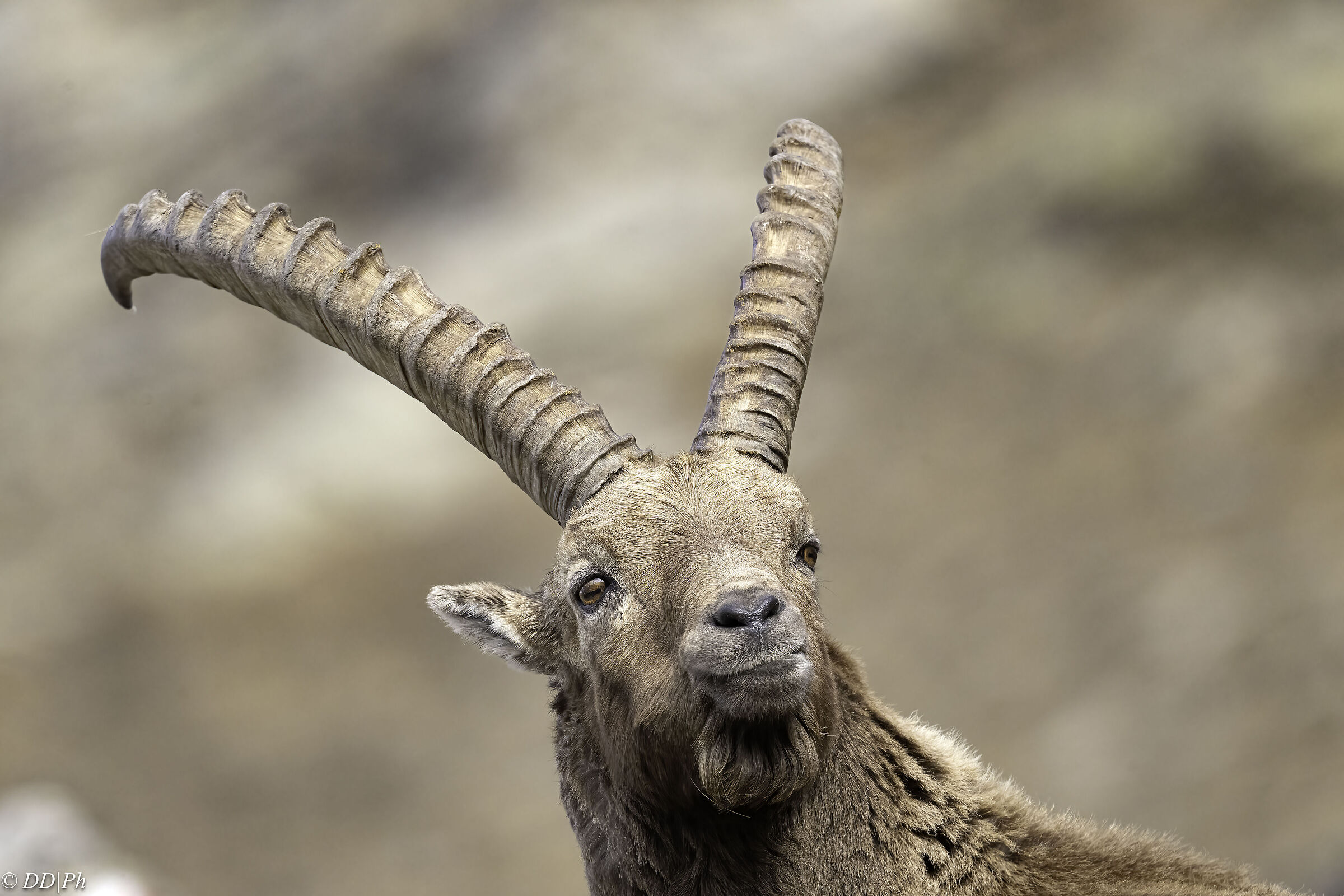 Ibex