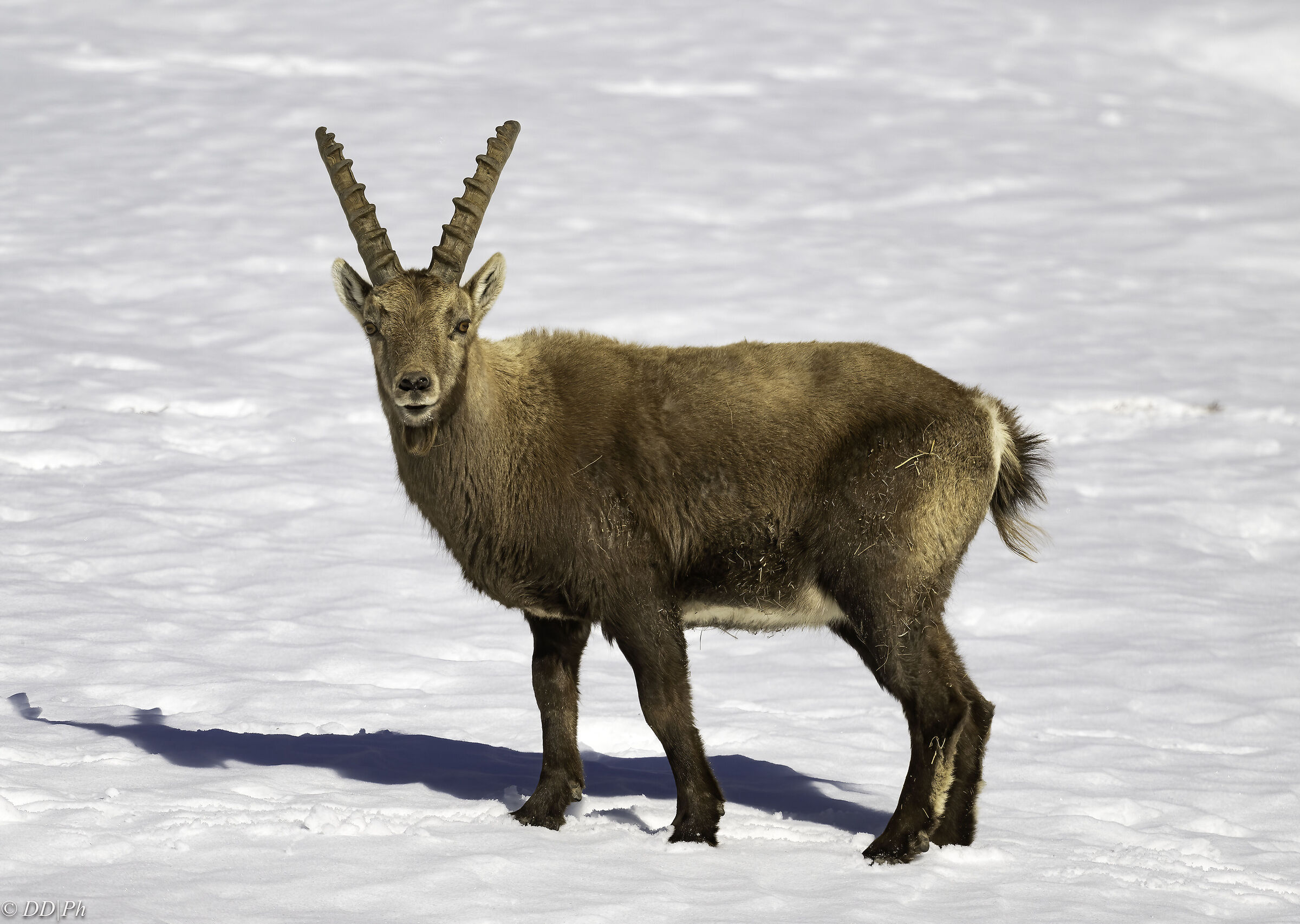 Ibex