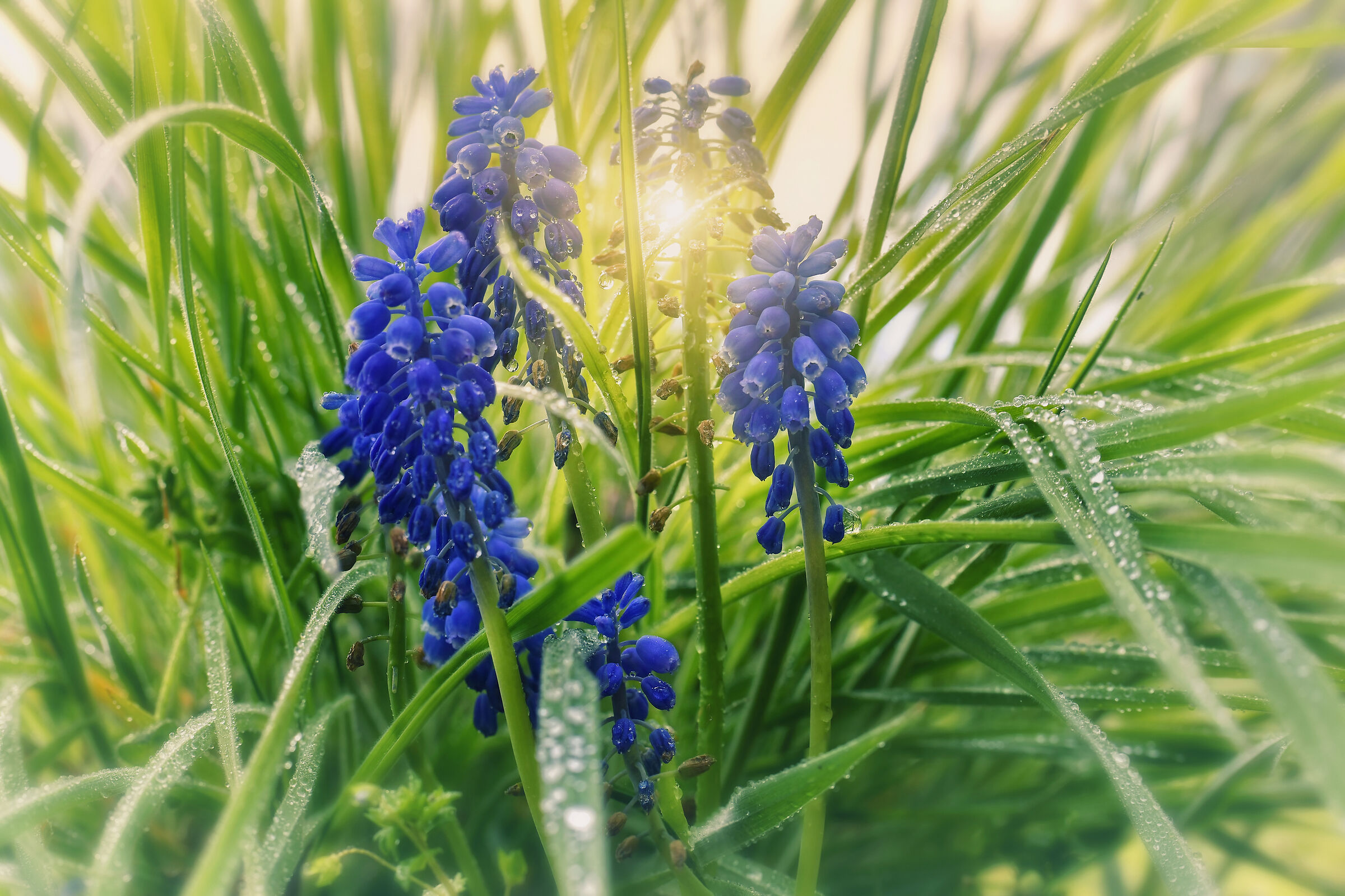 Nell'erba di primavera