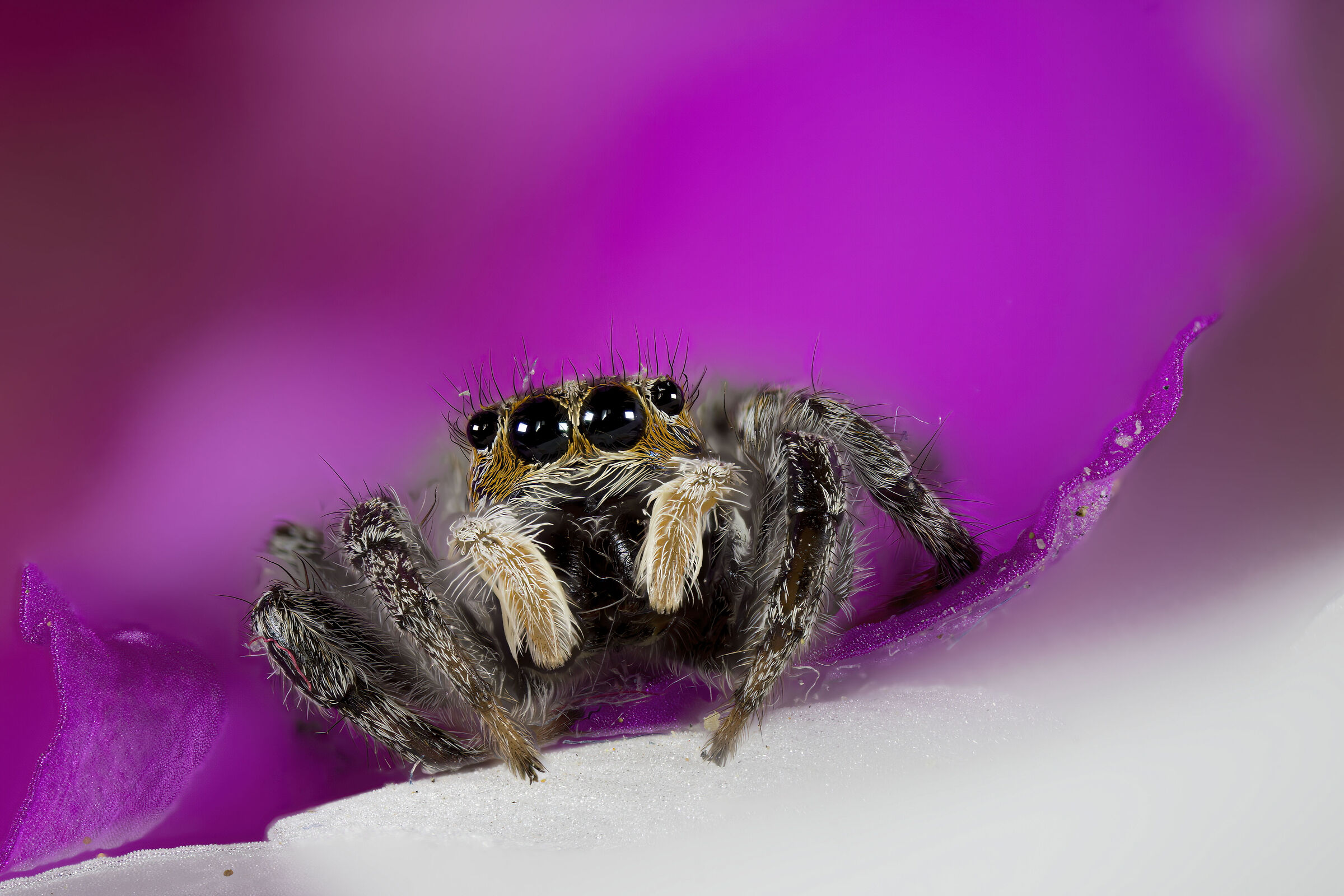 Jumping Spider
