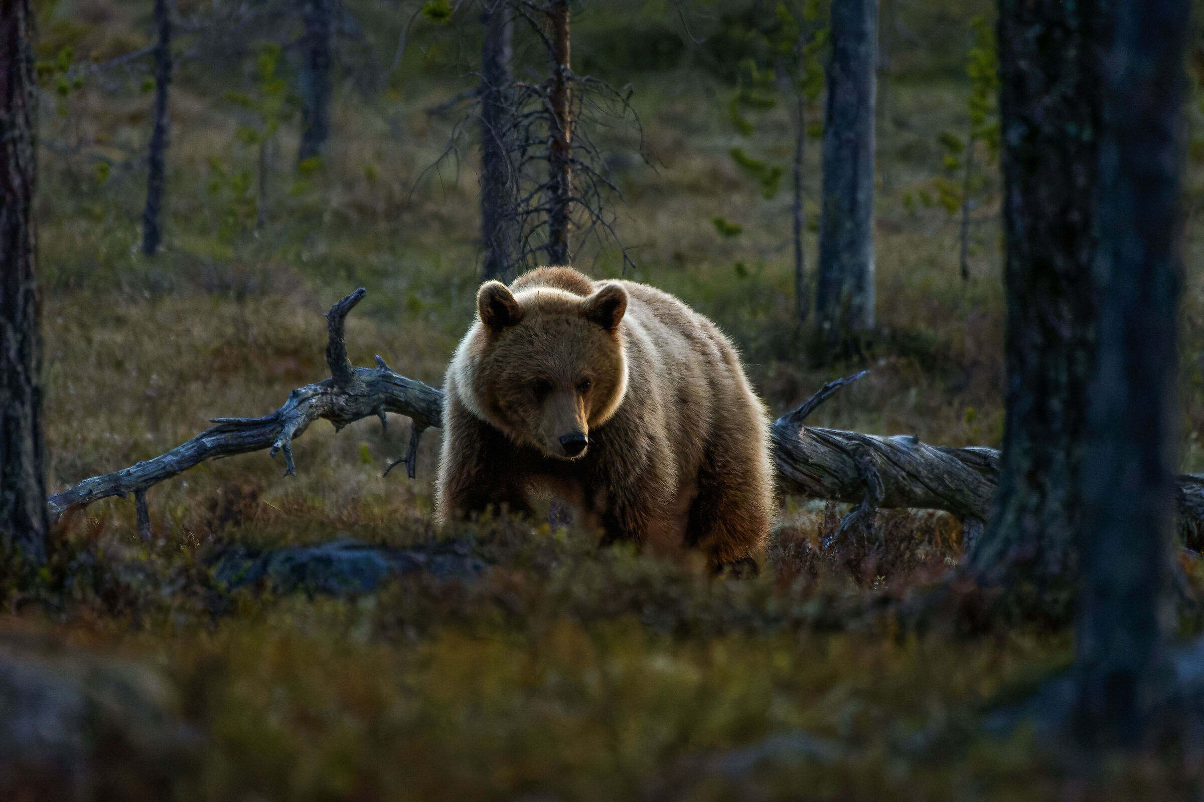 Orso in Härjedalen, Svezia