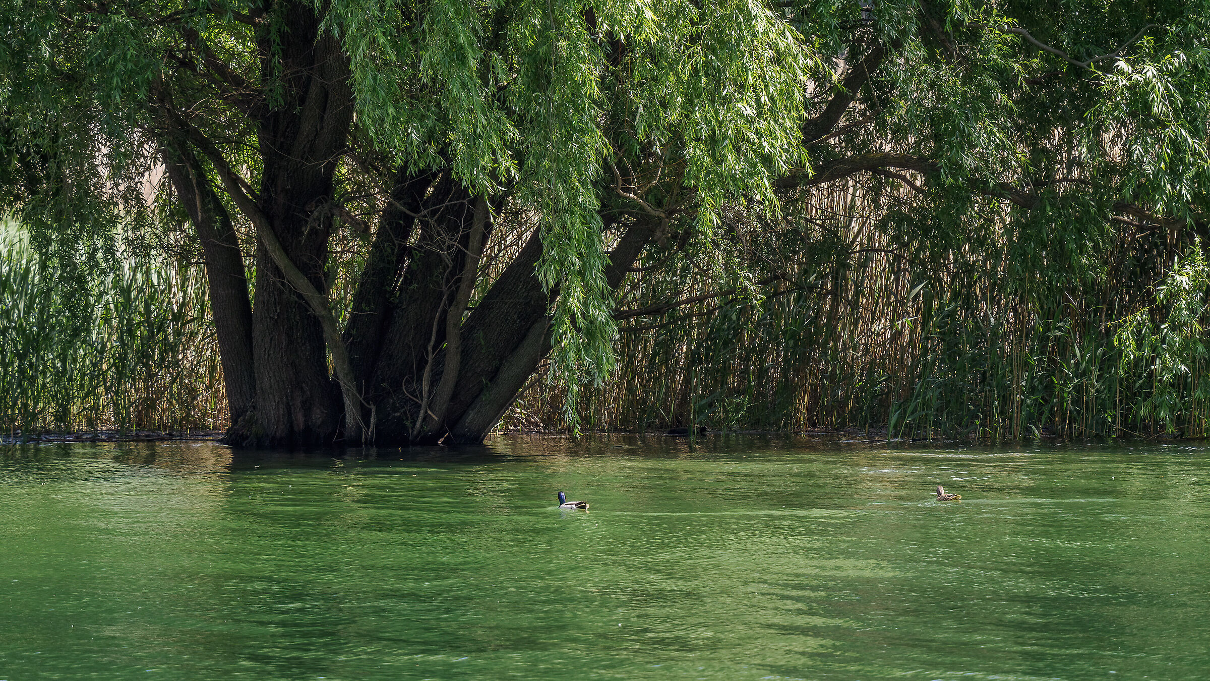 Swimming in the green