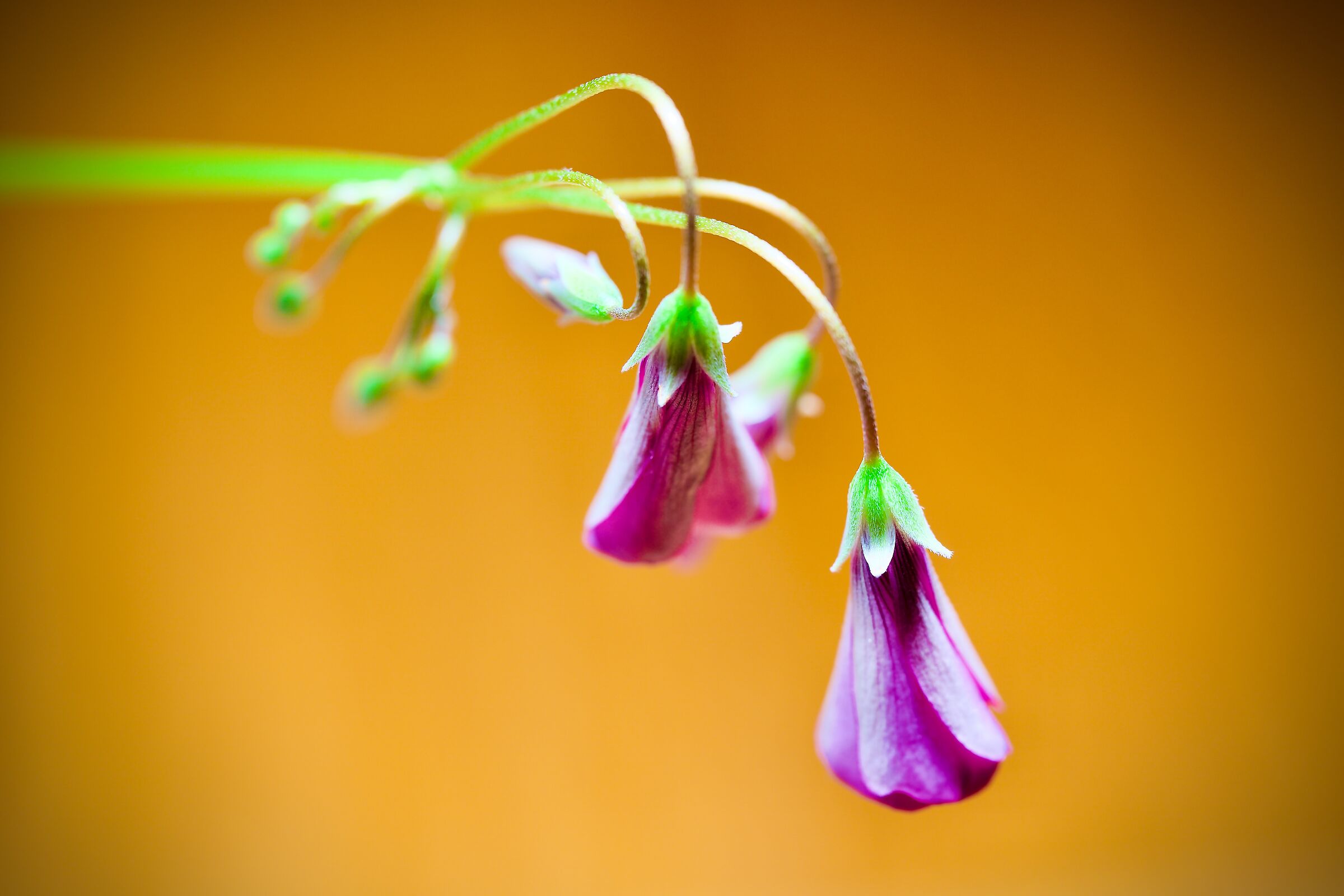 acetosella rizomatosa