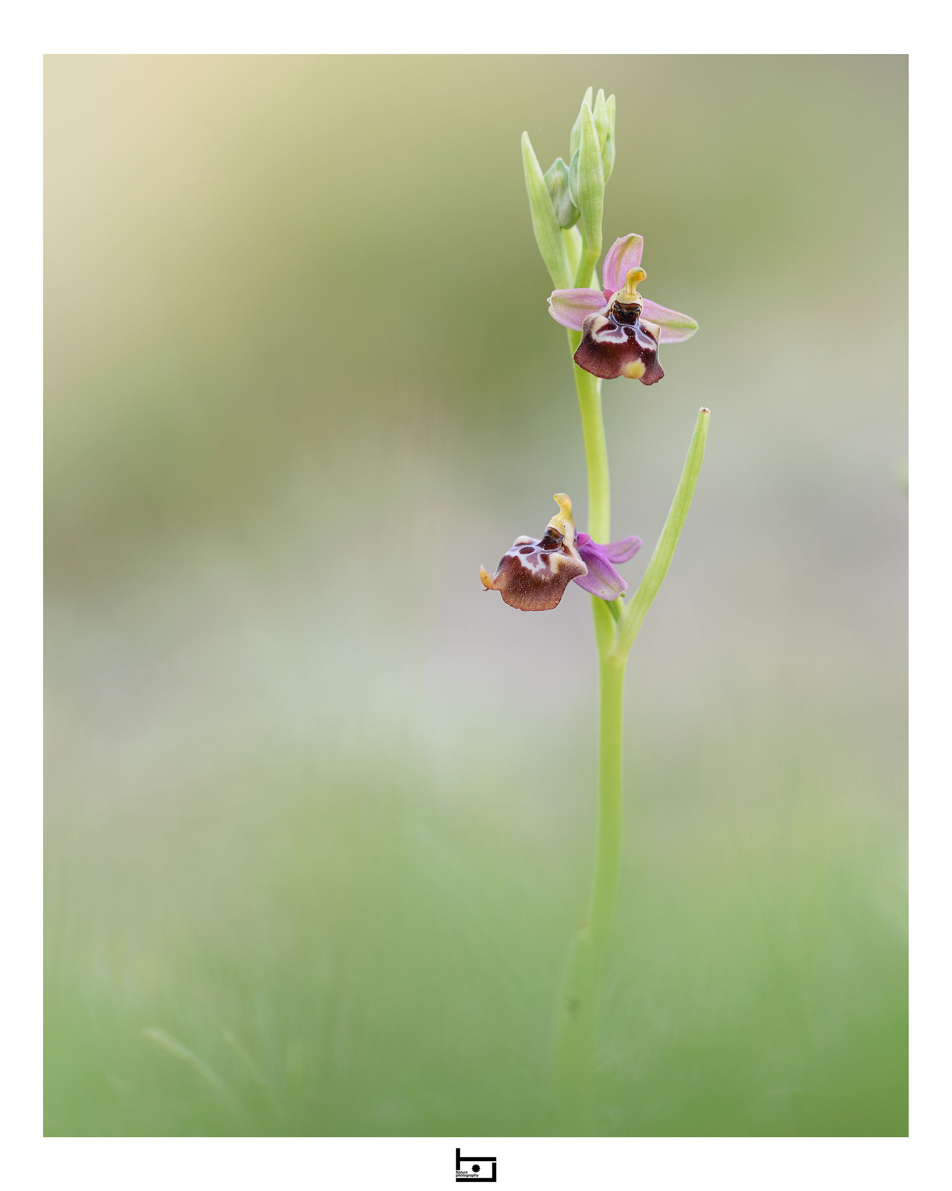 Ophrys oxyrrhynchos