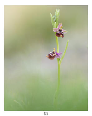 Ophrys oxyrrhynchos