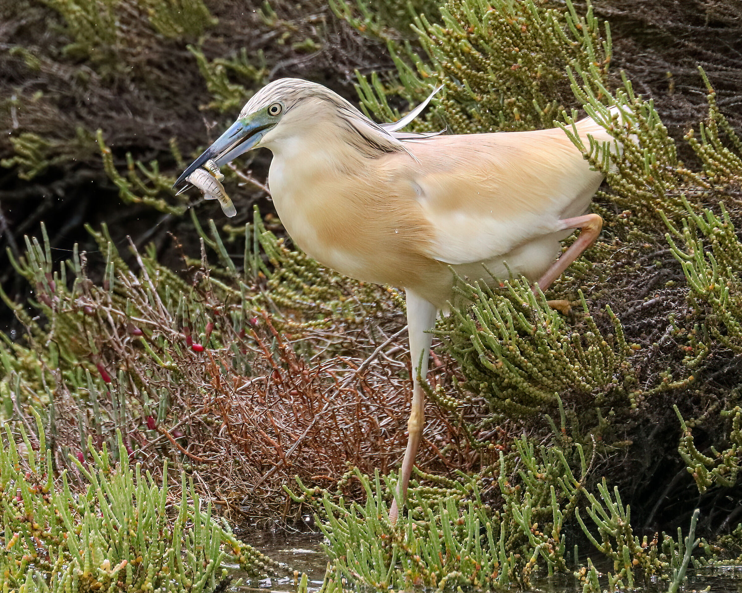 Squacco heron