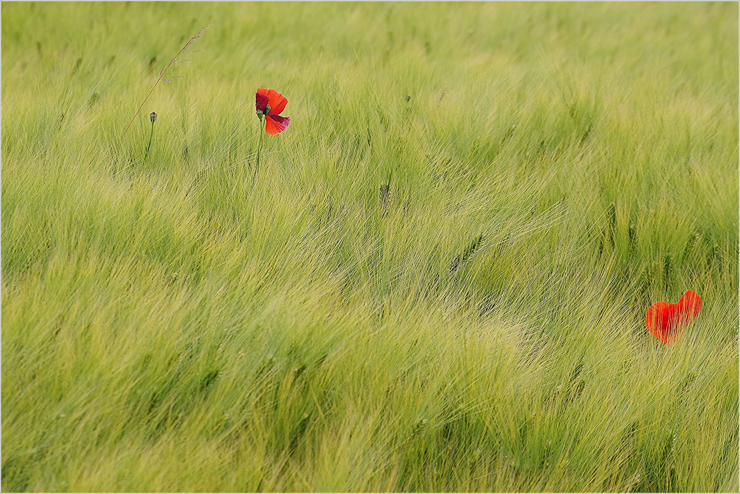 Wind, barley, poppies