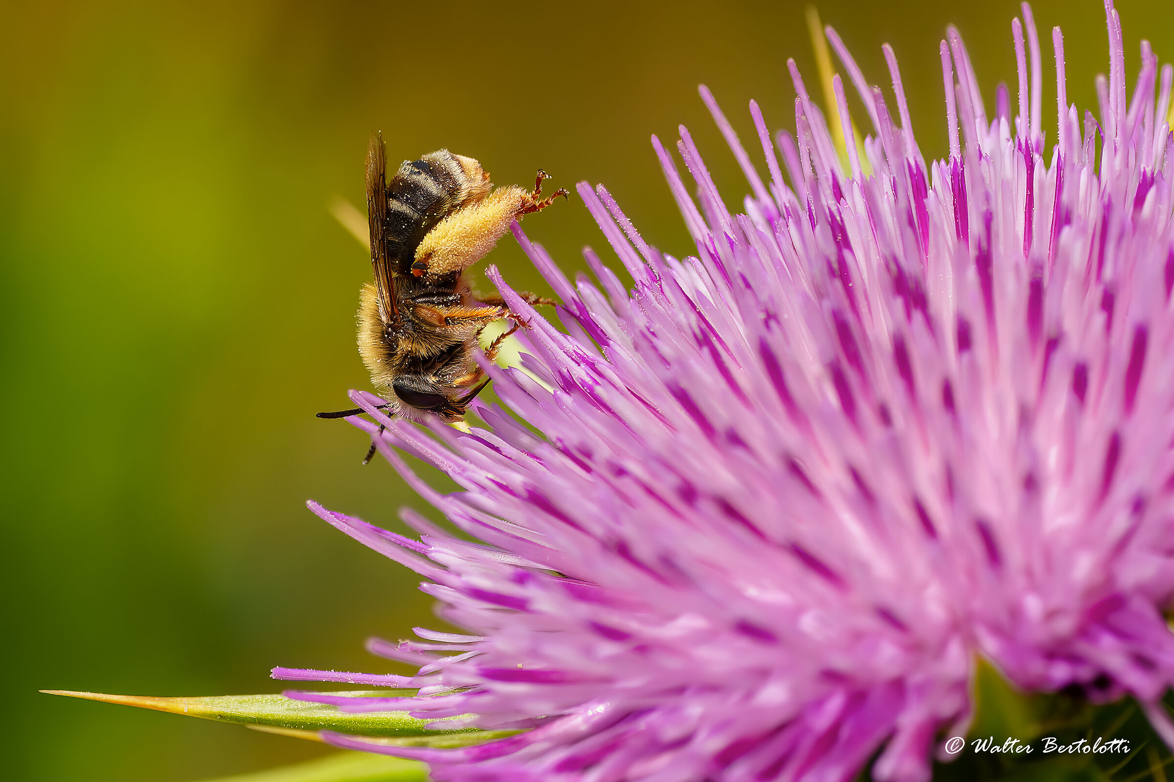 from thistle to thistle