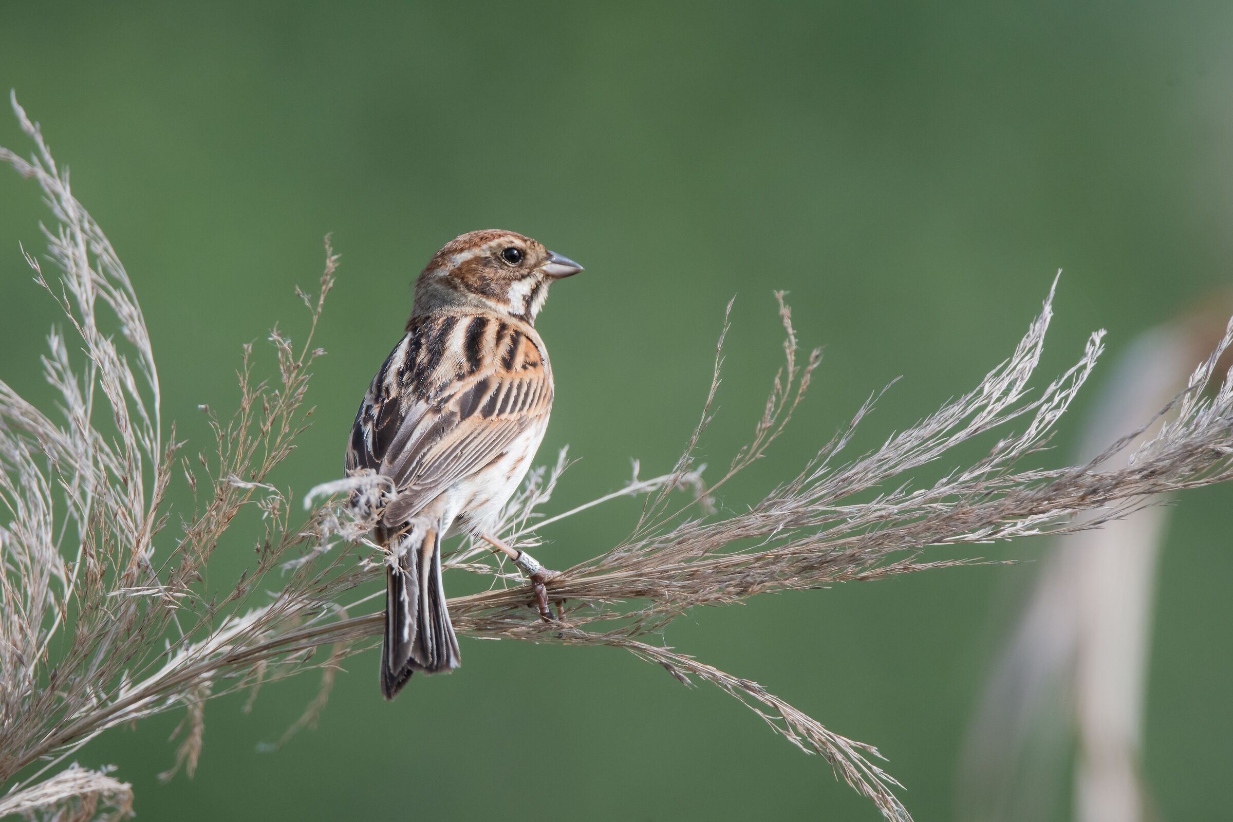 migliarino di palude